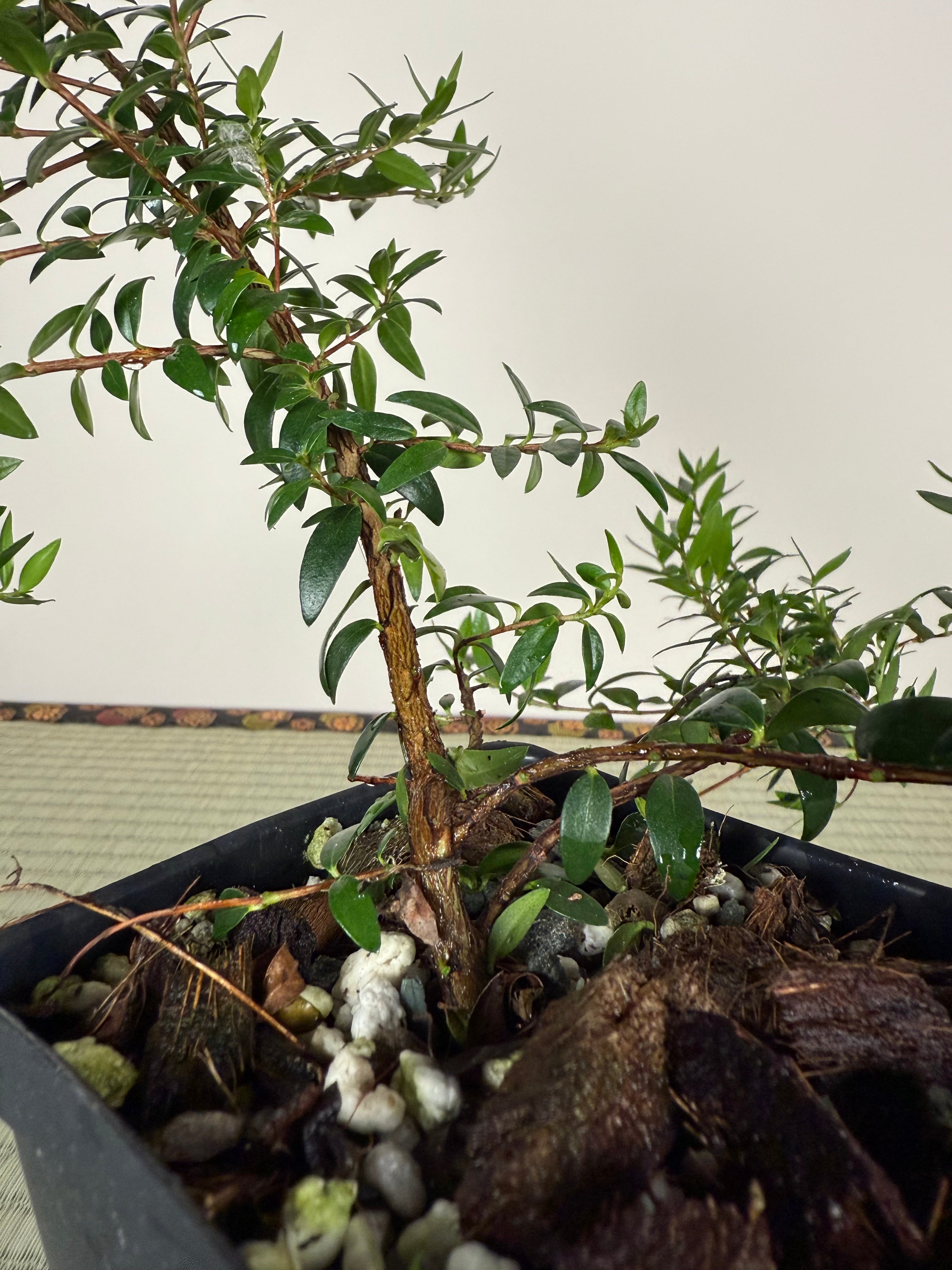 Myrtus communis 'Compacta' (Myrtle)