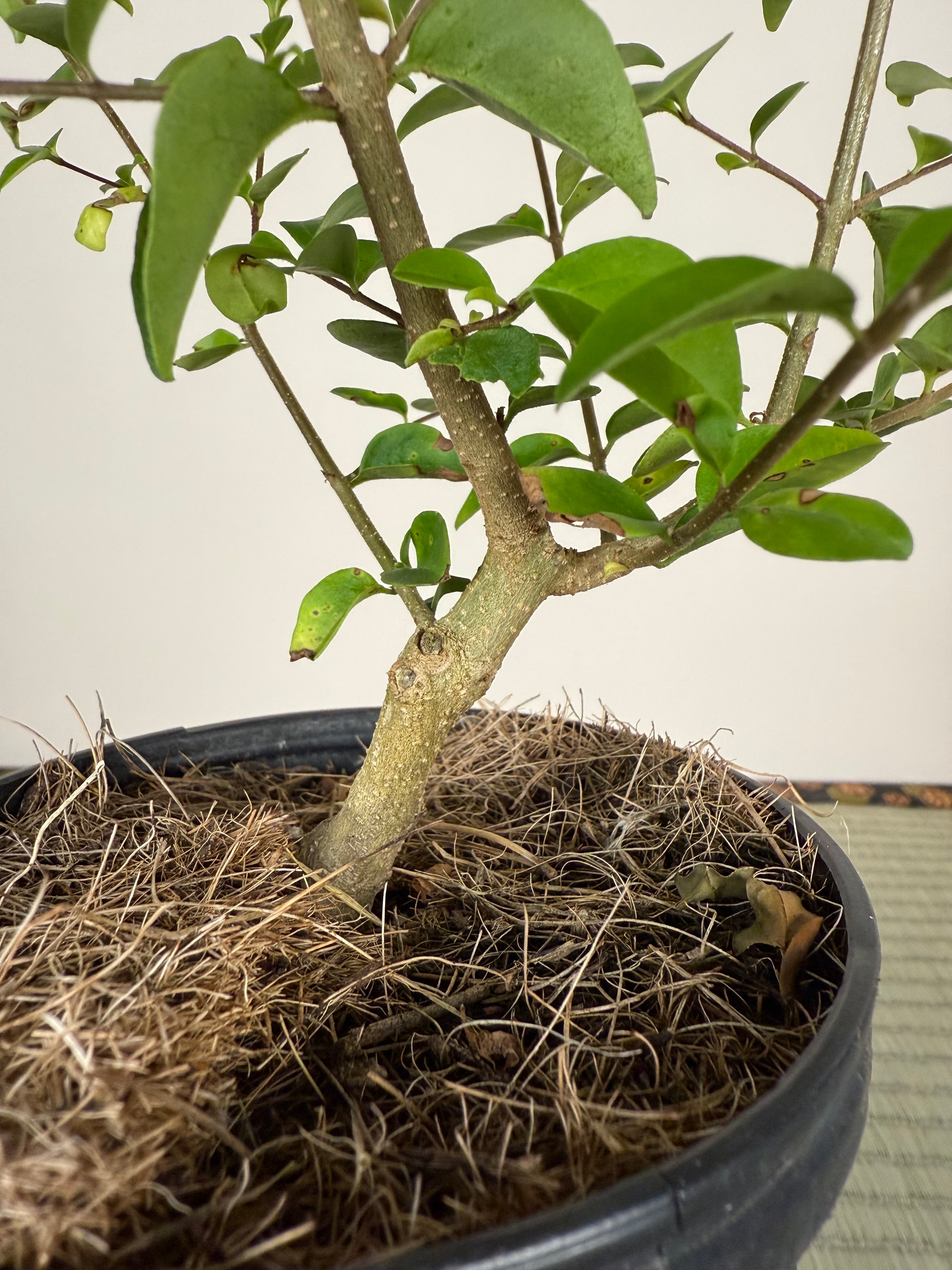Ligustrum Sinense (Chinese privet)