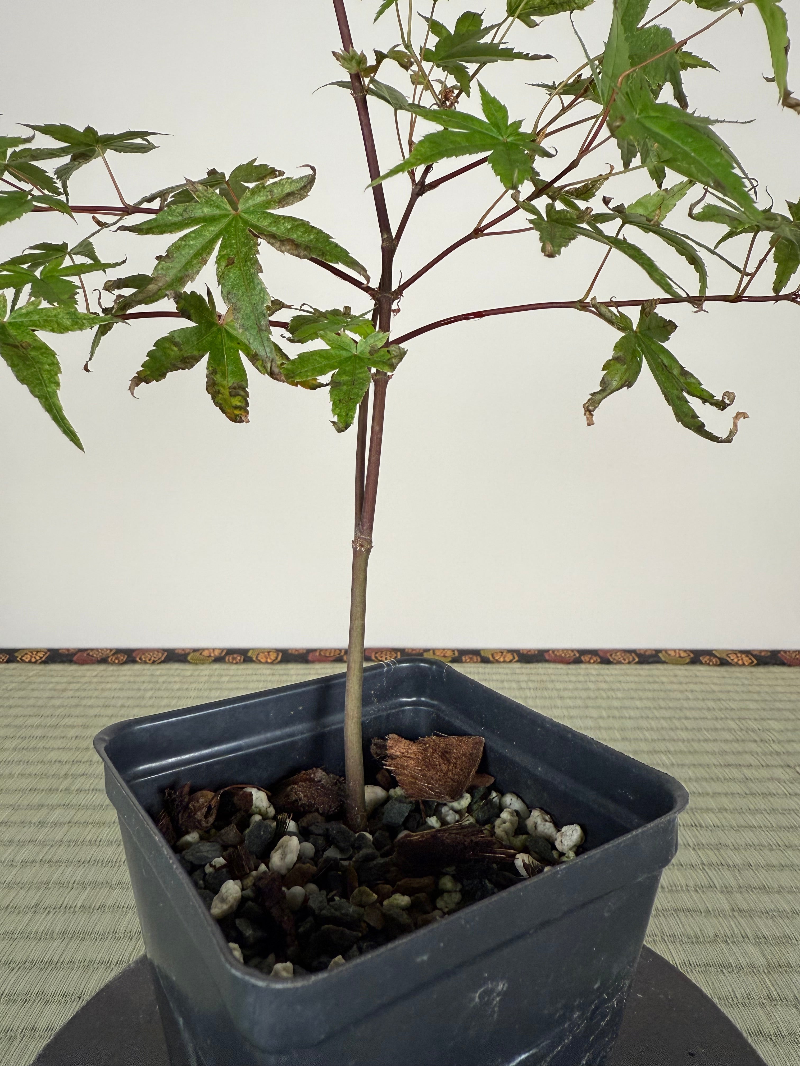 Acer palmatum (Japanese Maple)