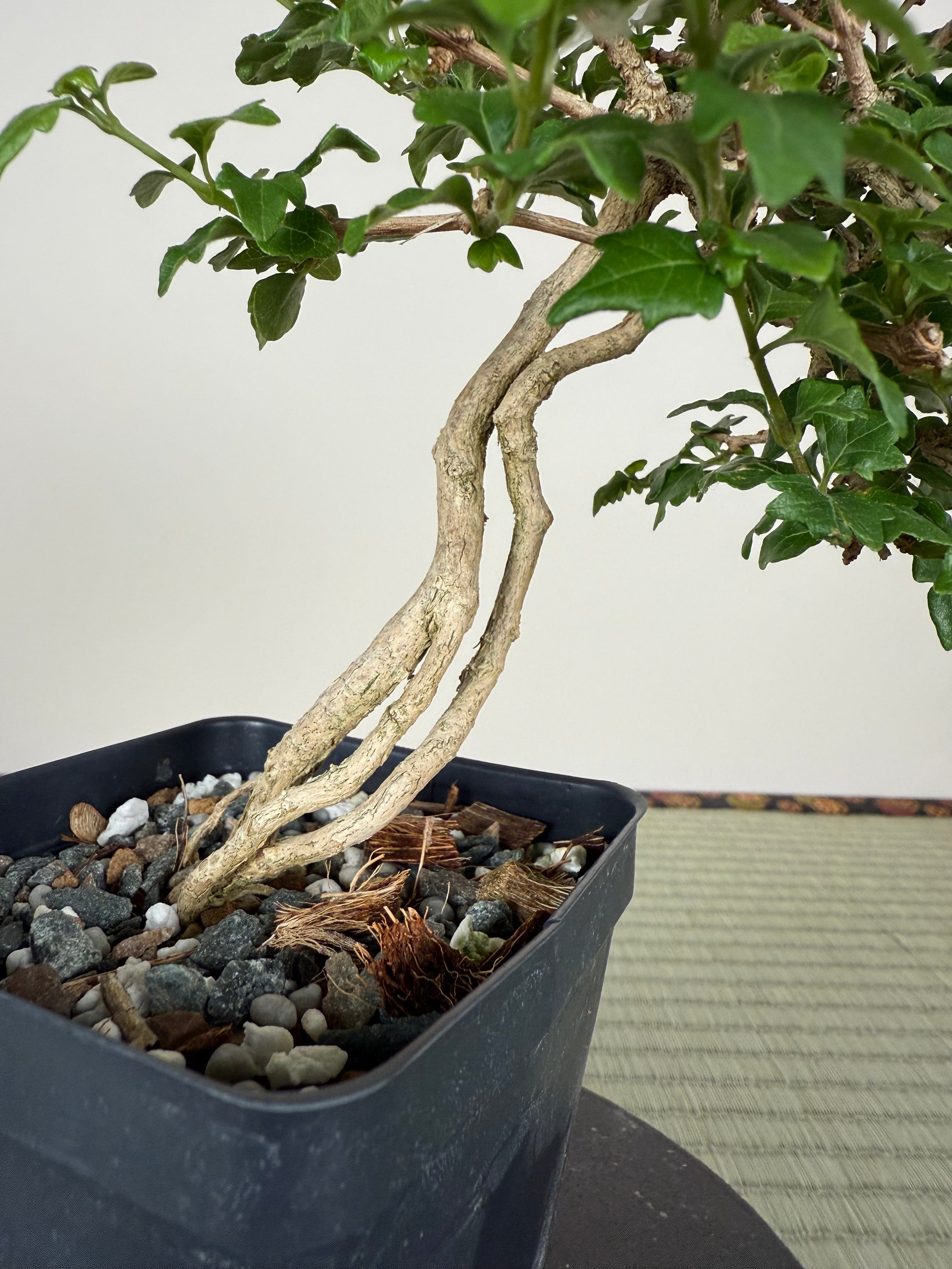 Premna japonica (Musk Maple)