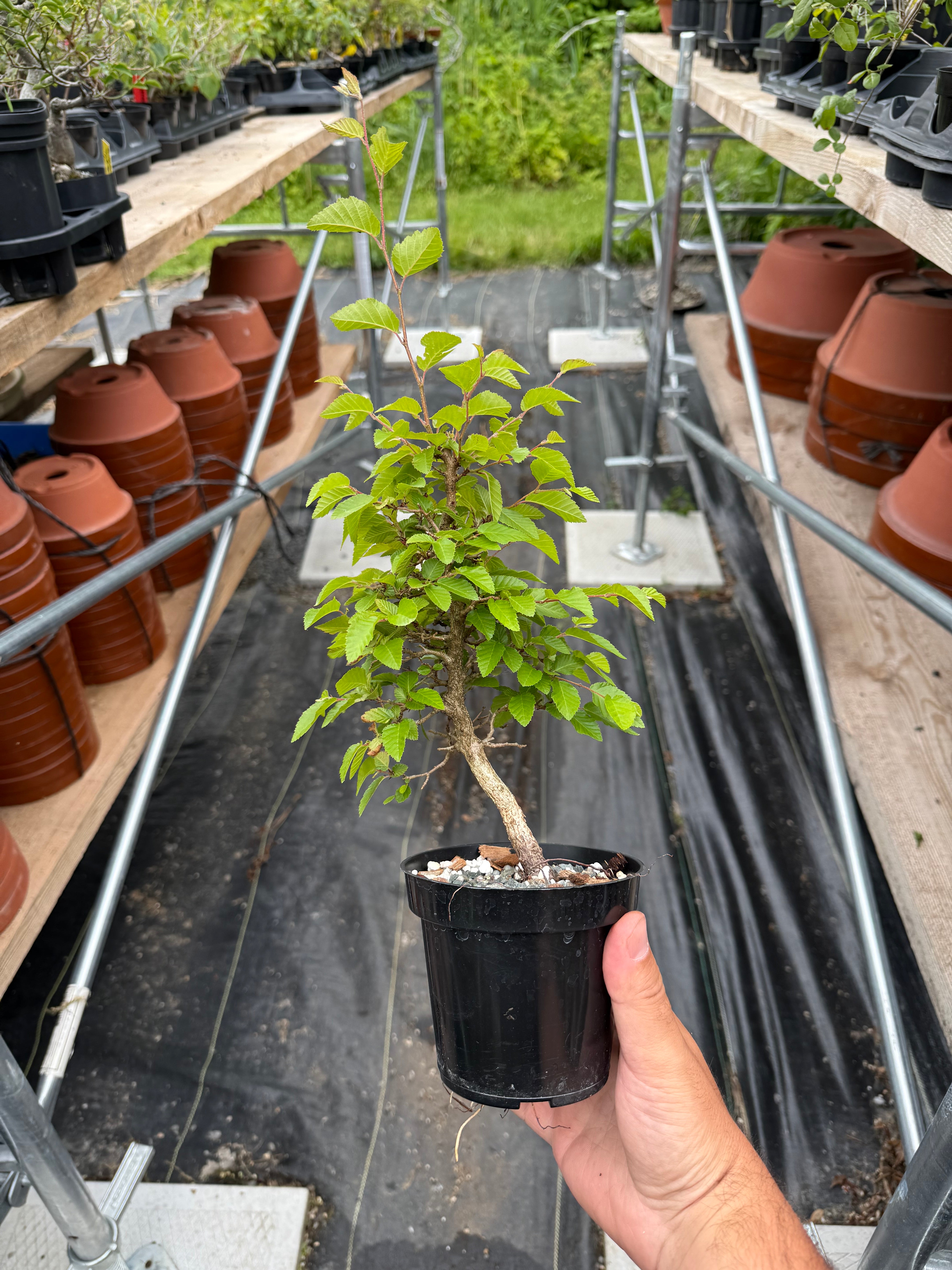 Carpinus turczaninowii