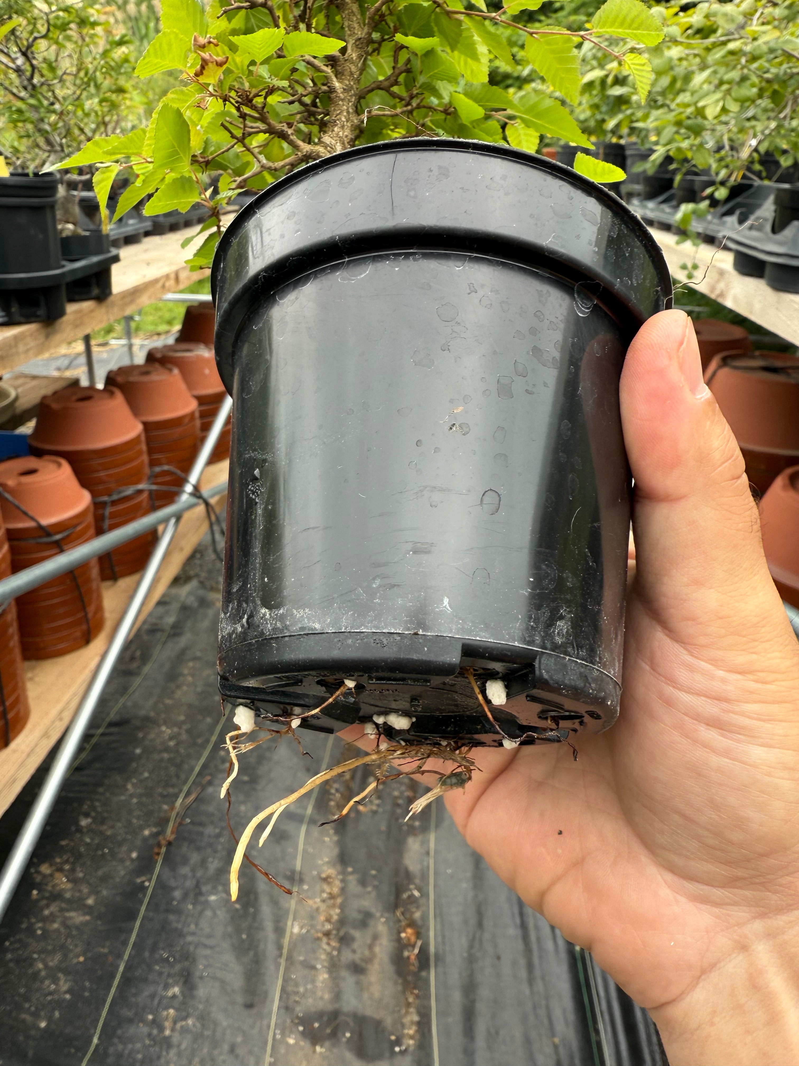 Carpinus turczaninowii