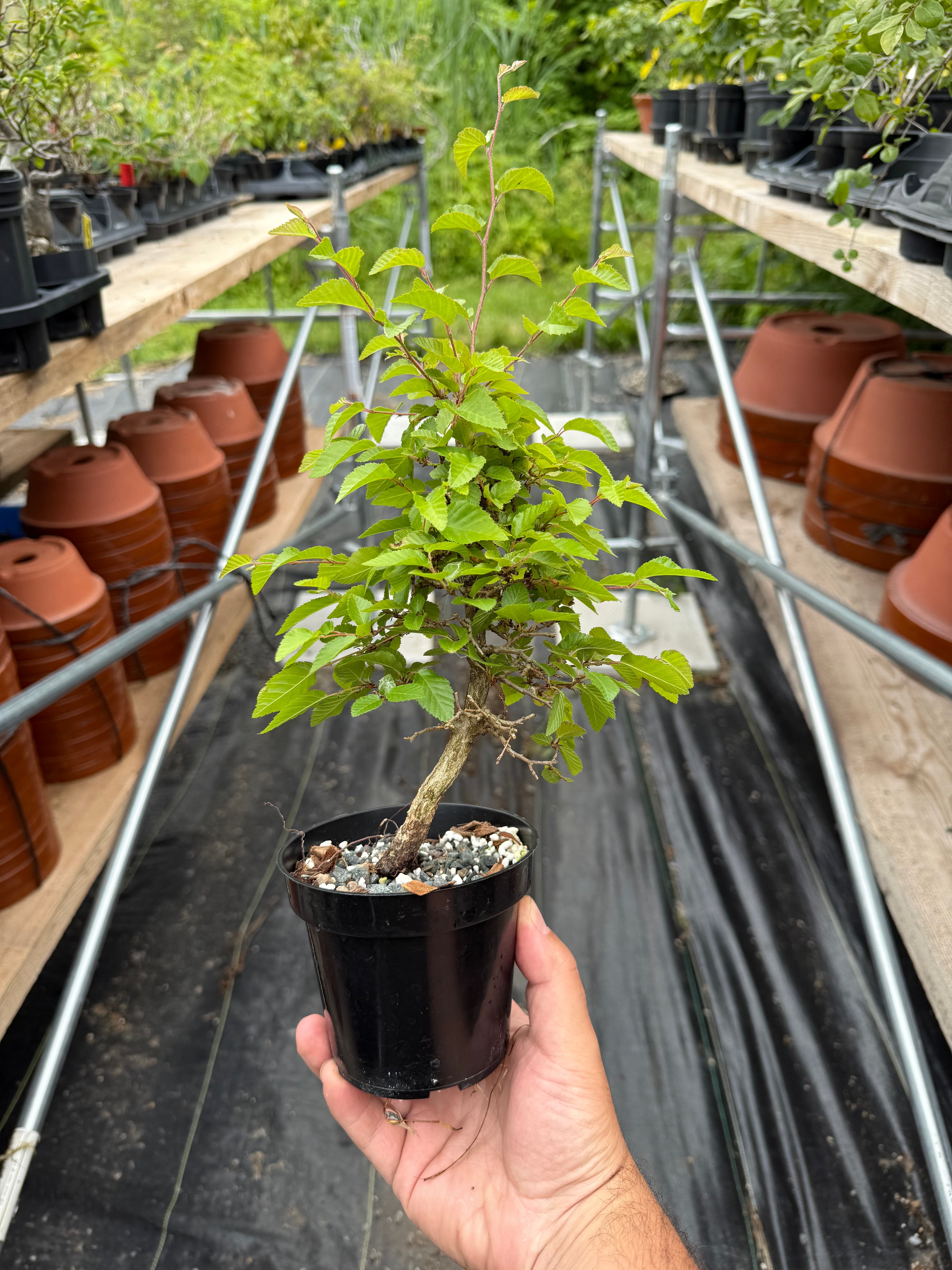 Carpinus turczaninowii