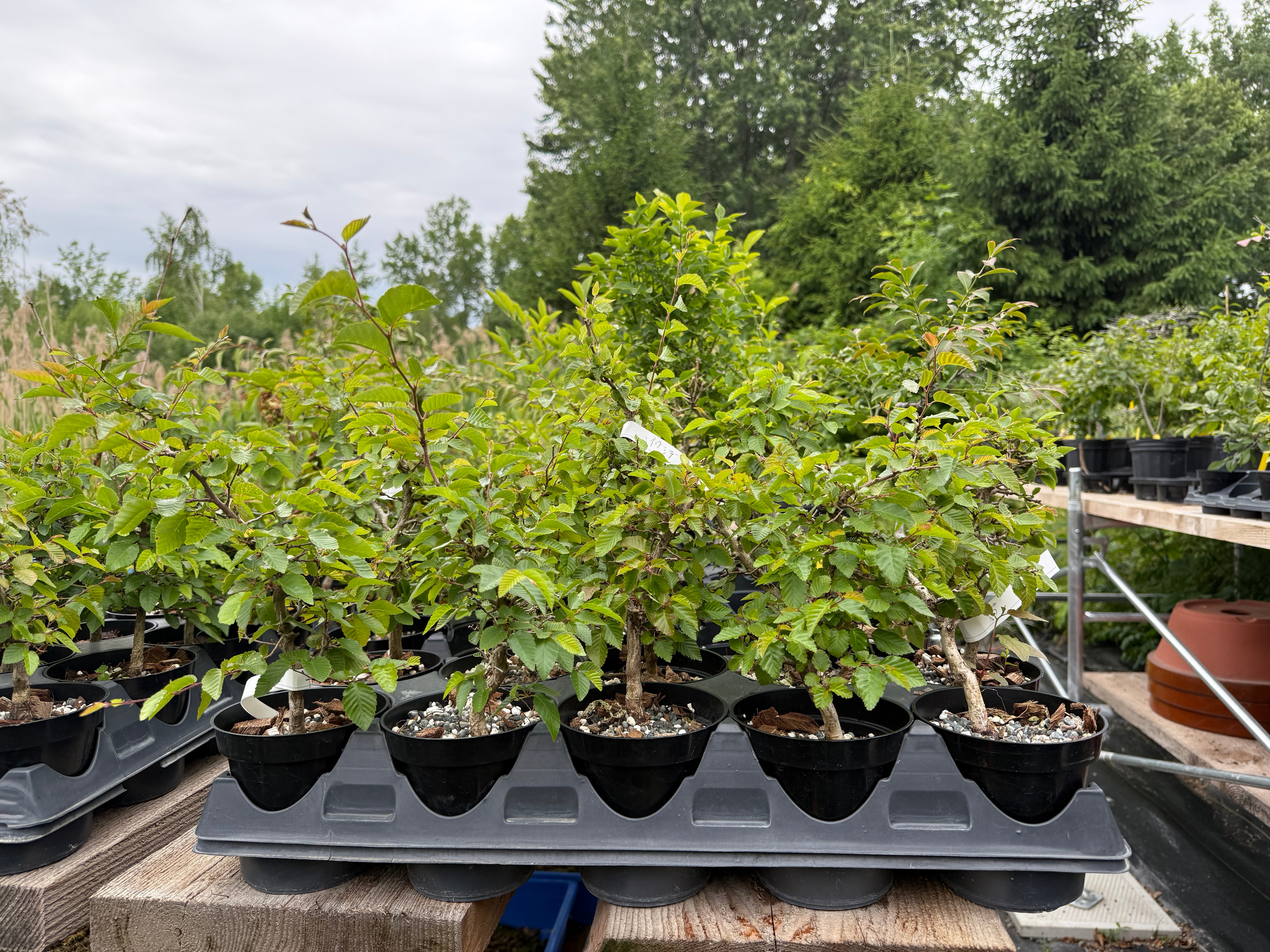 Carpinus turczaninowii