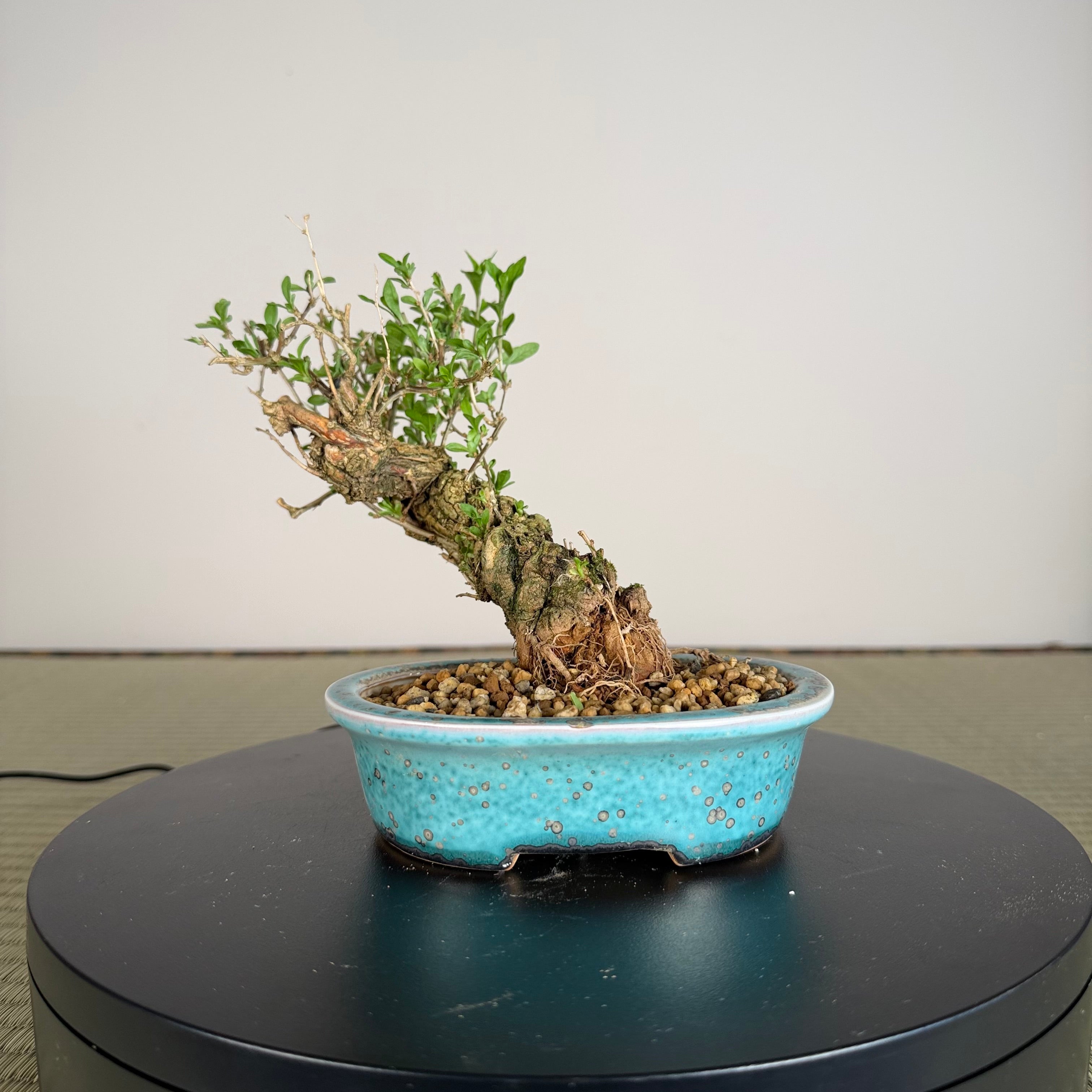 Goji Berry (Wolfberry)