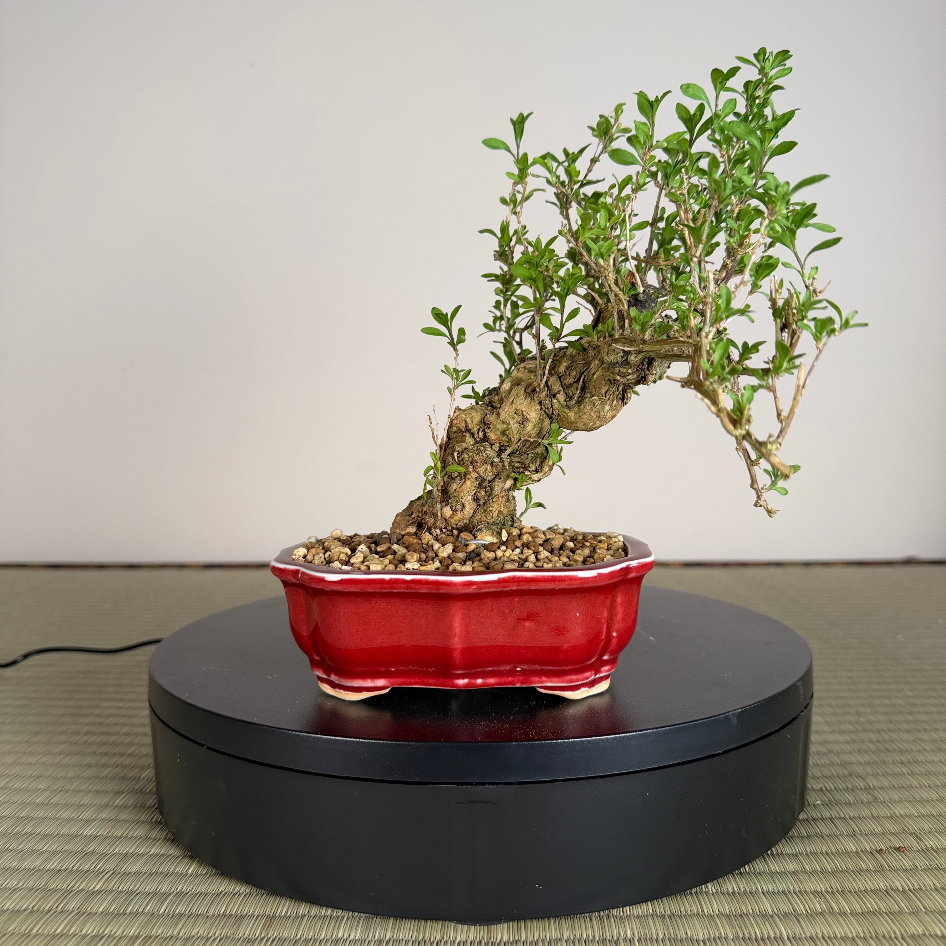 Goji Berry (Wolfberry)