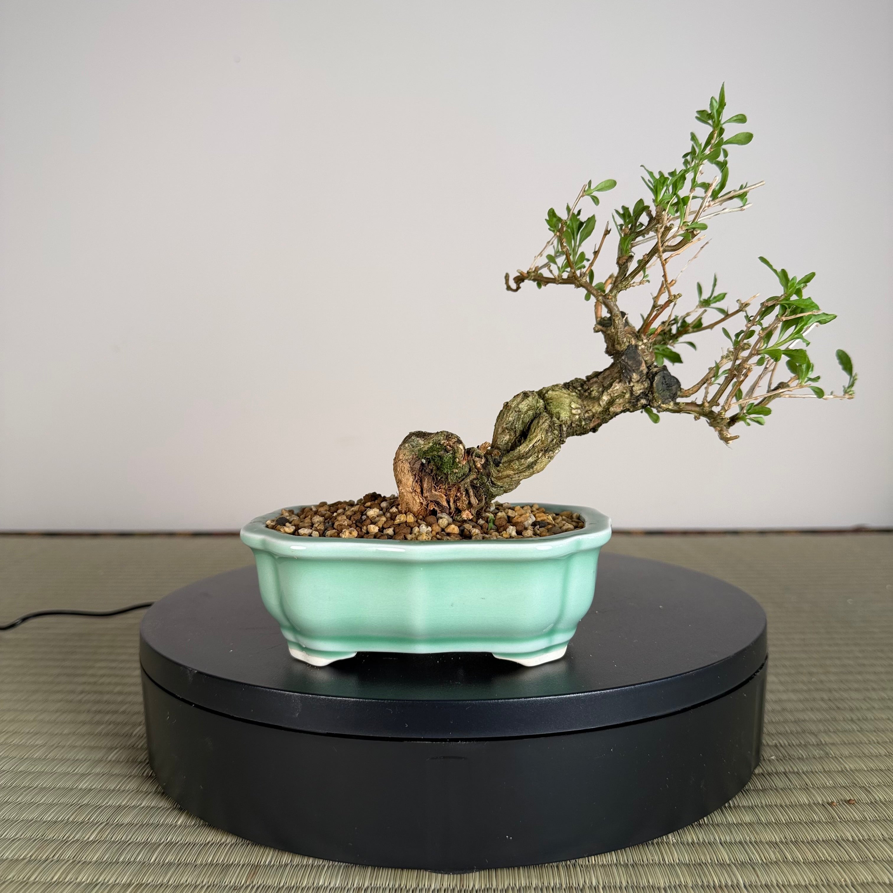 Goji Berry (Wolfberry)