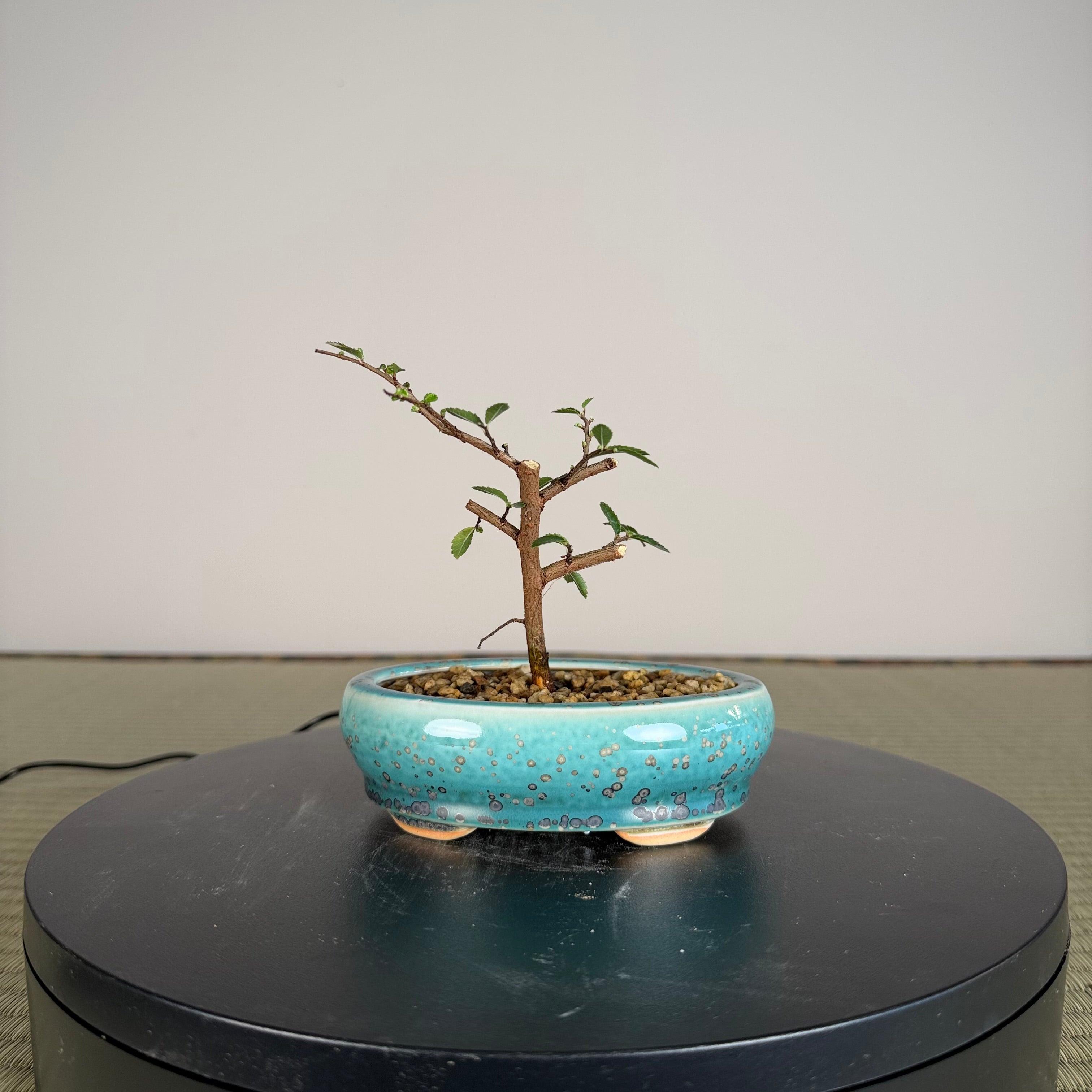 Chinese Elm