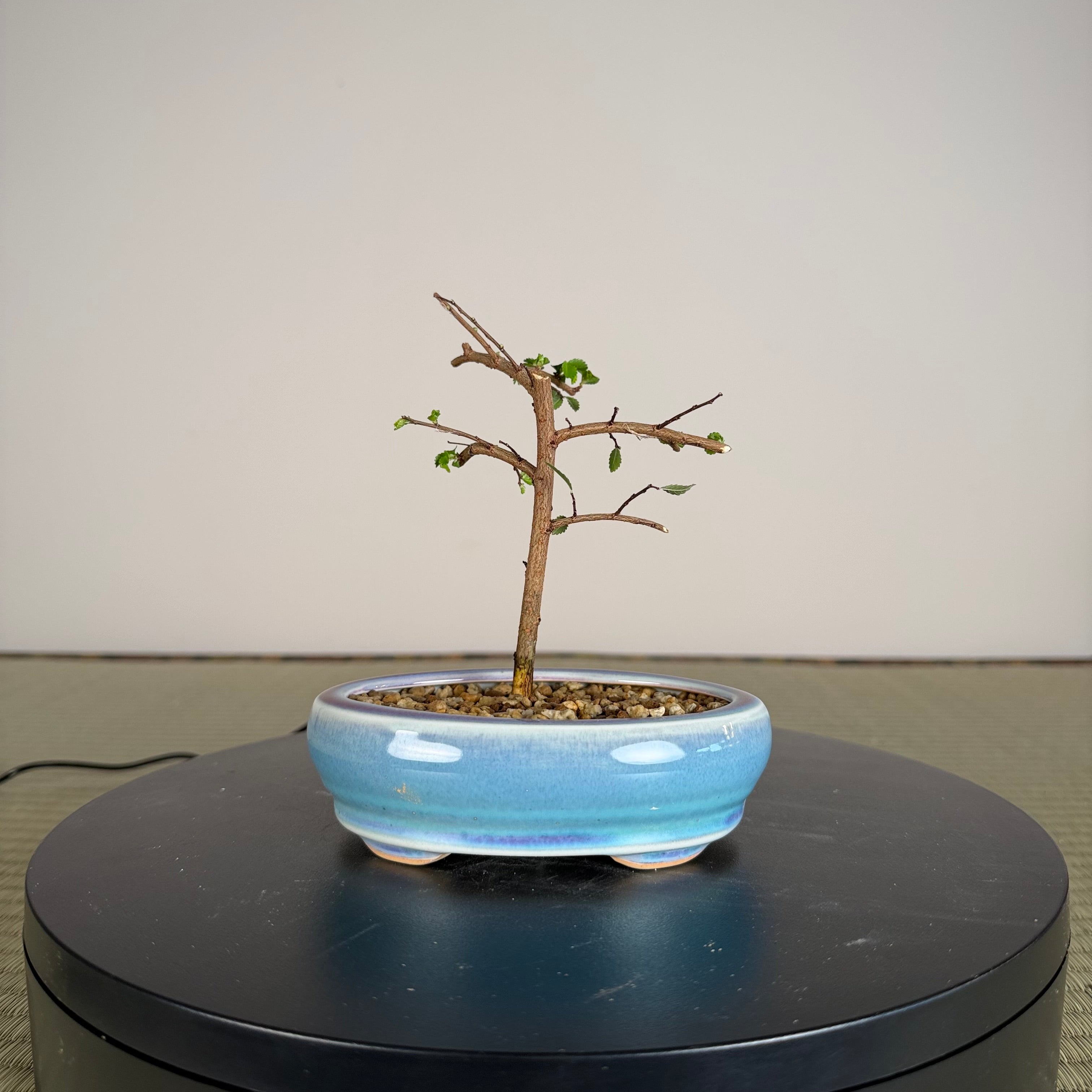 Chinese Elm