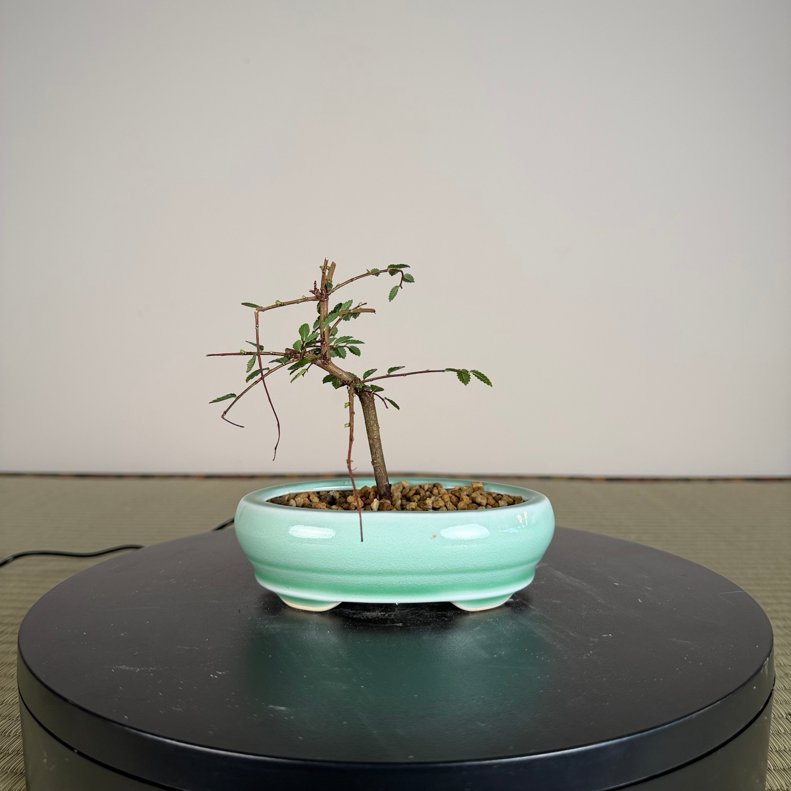 Chinese Elm