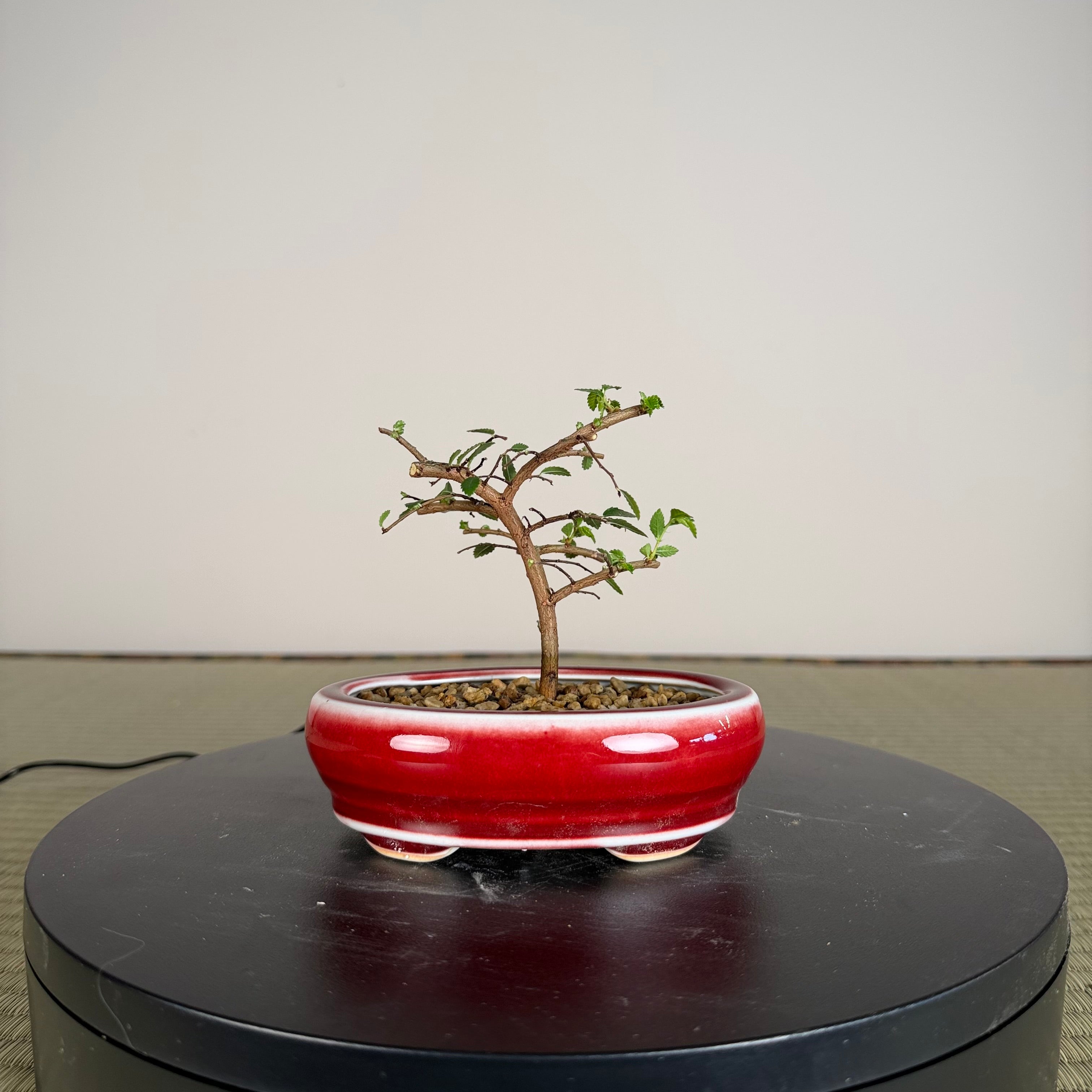 Chinese Elm