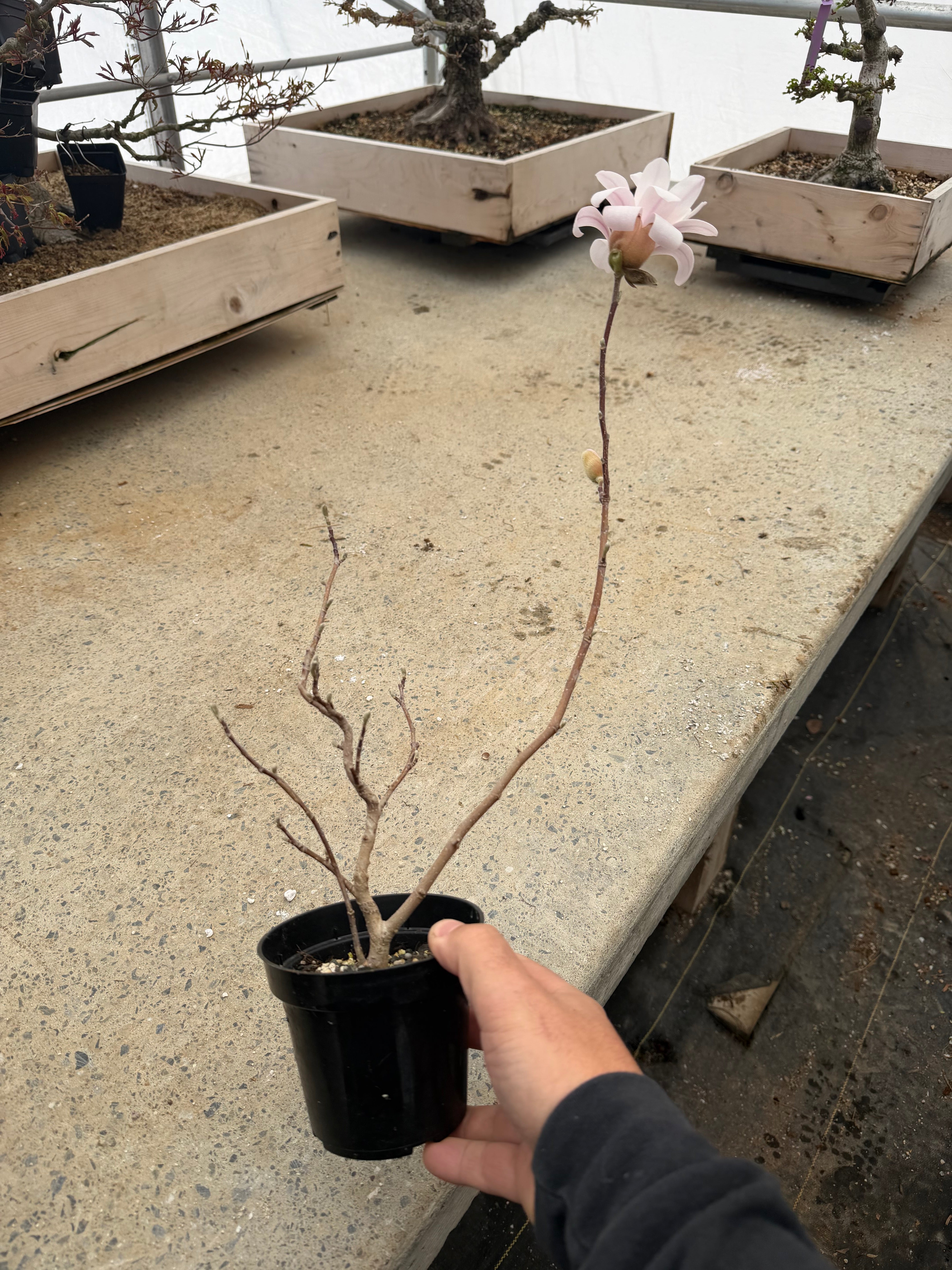 Magnolia (fleur blanche/rose)