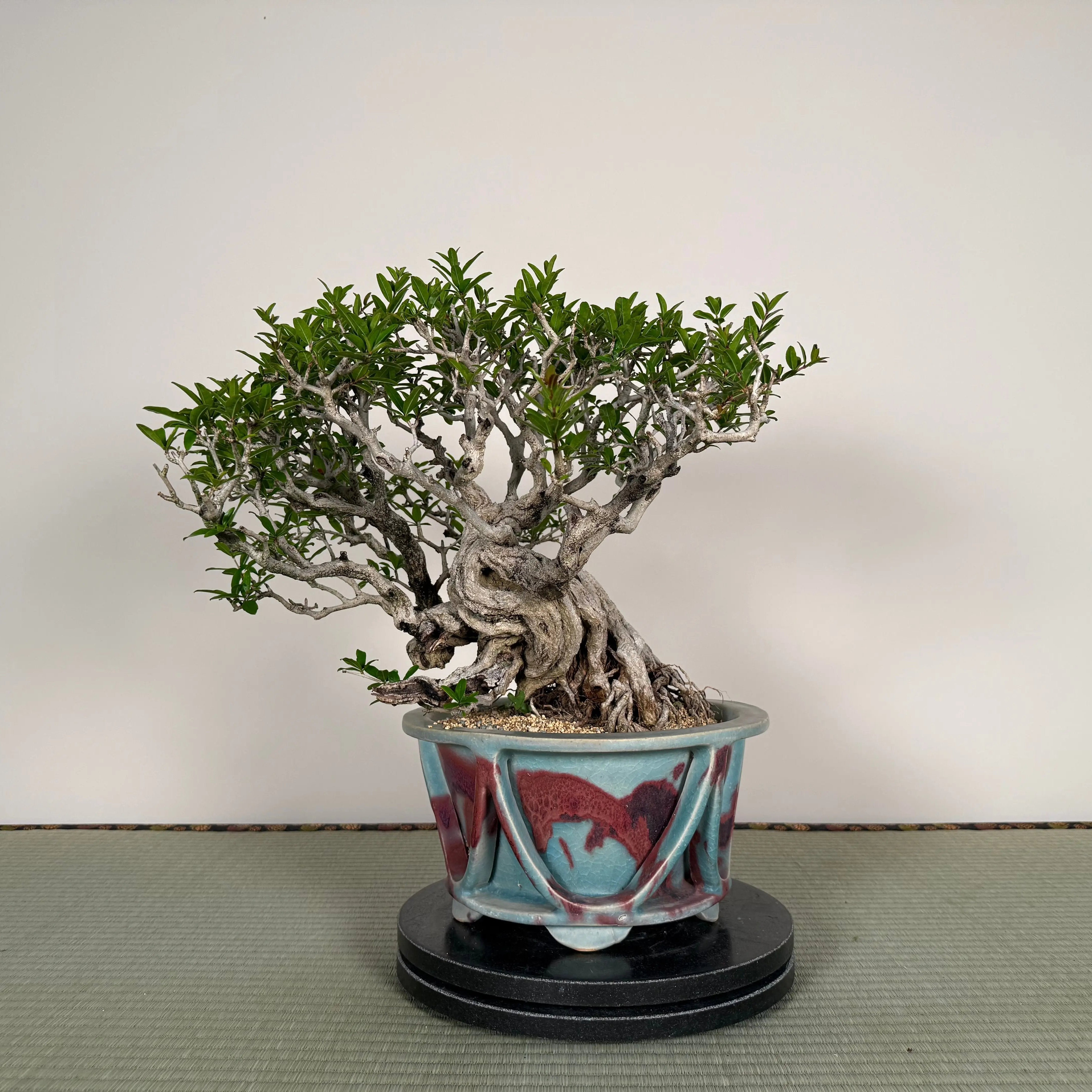 Punica granatum 25th Anniversary Gafu-ten Canada Bonsai