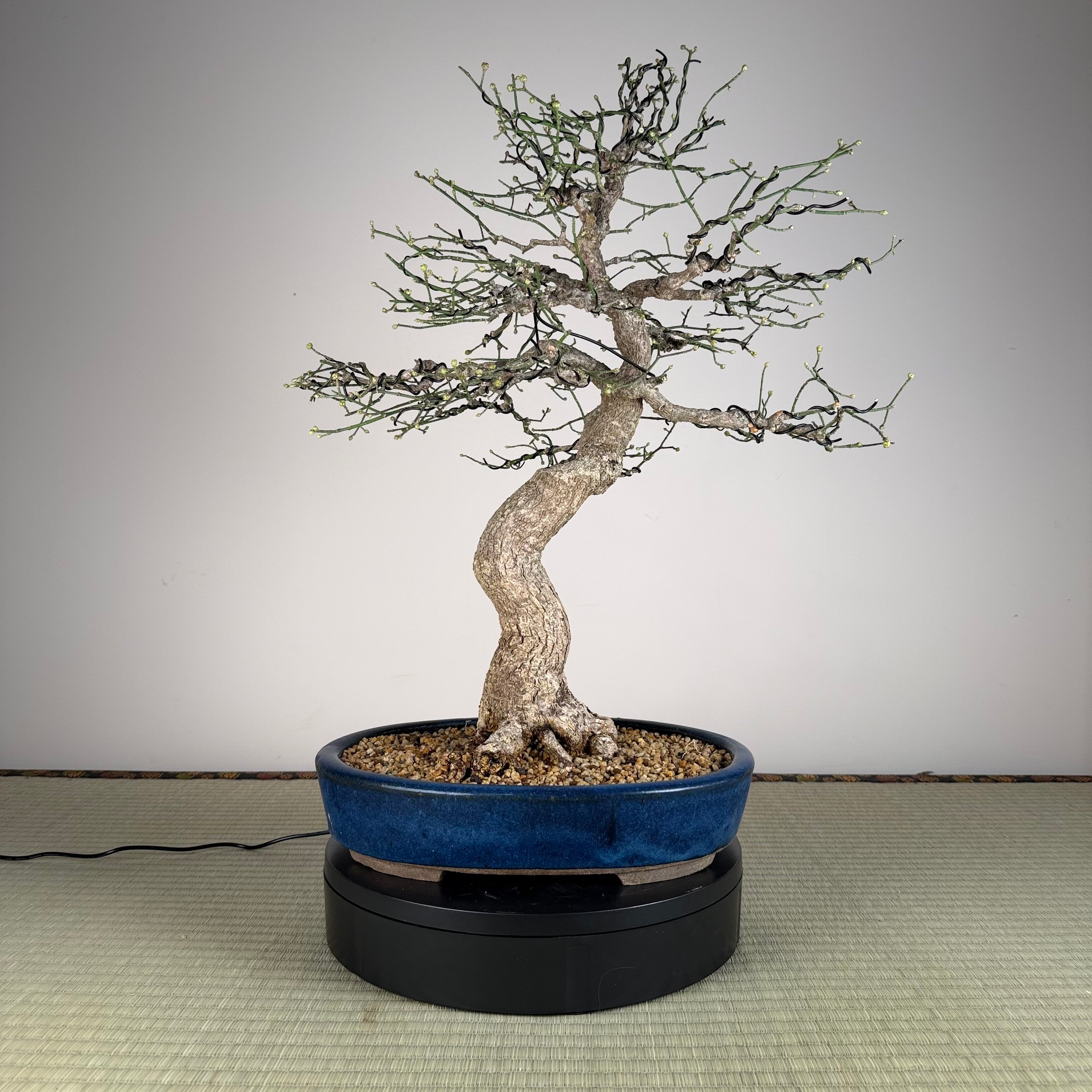 Euonymus