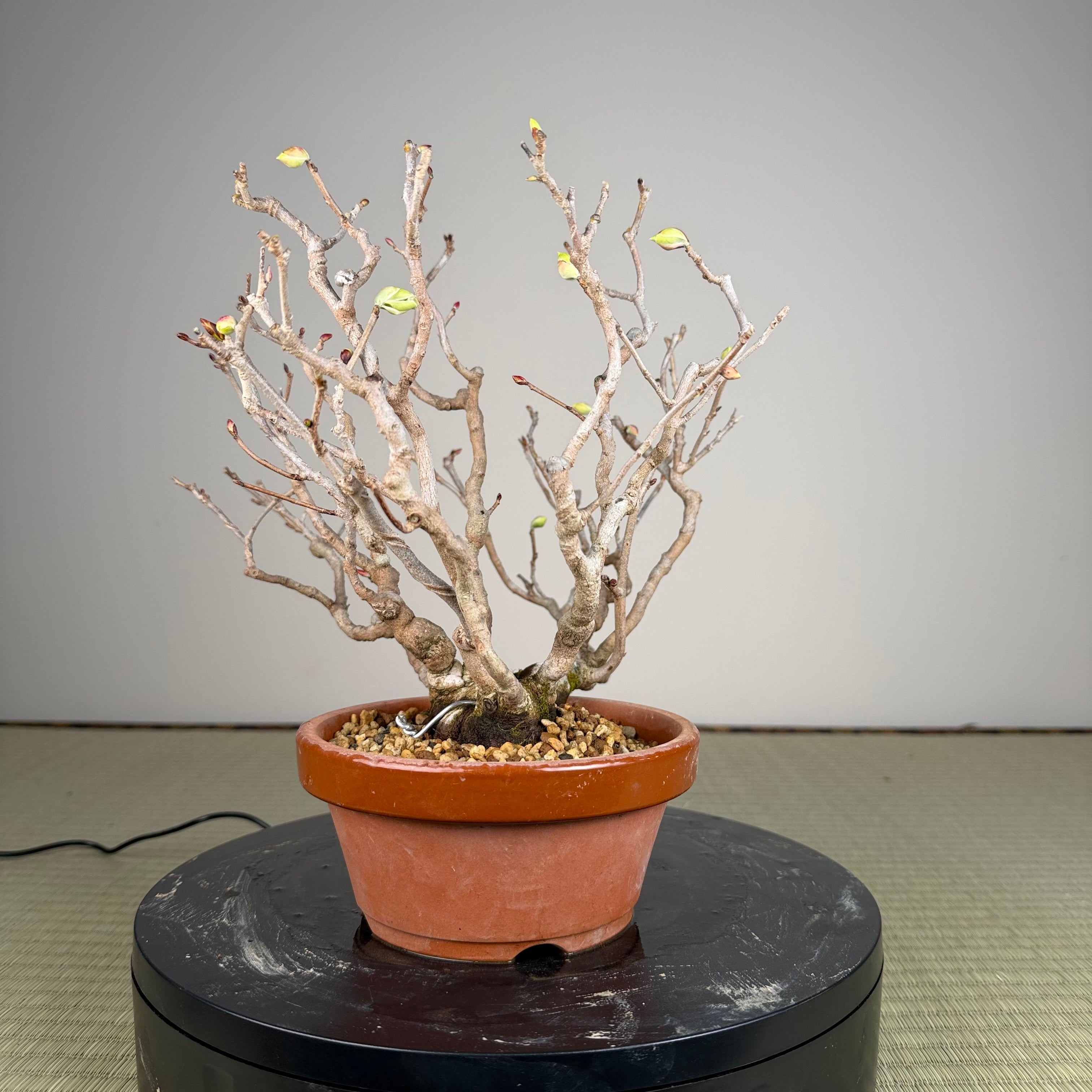 Corylopsis spicata