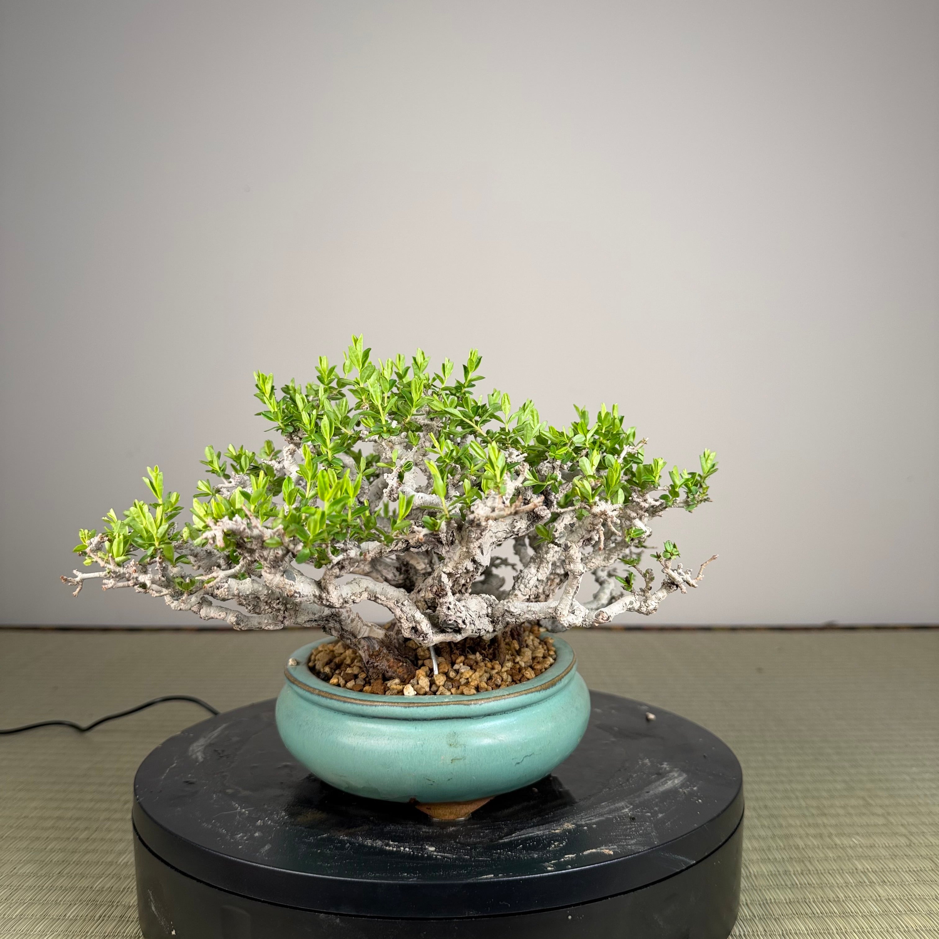 Ligustrum