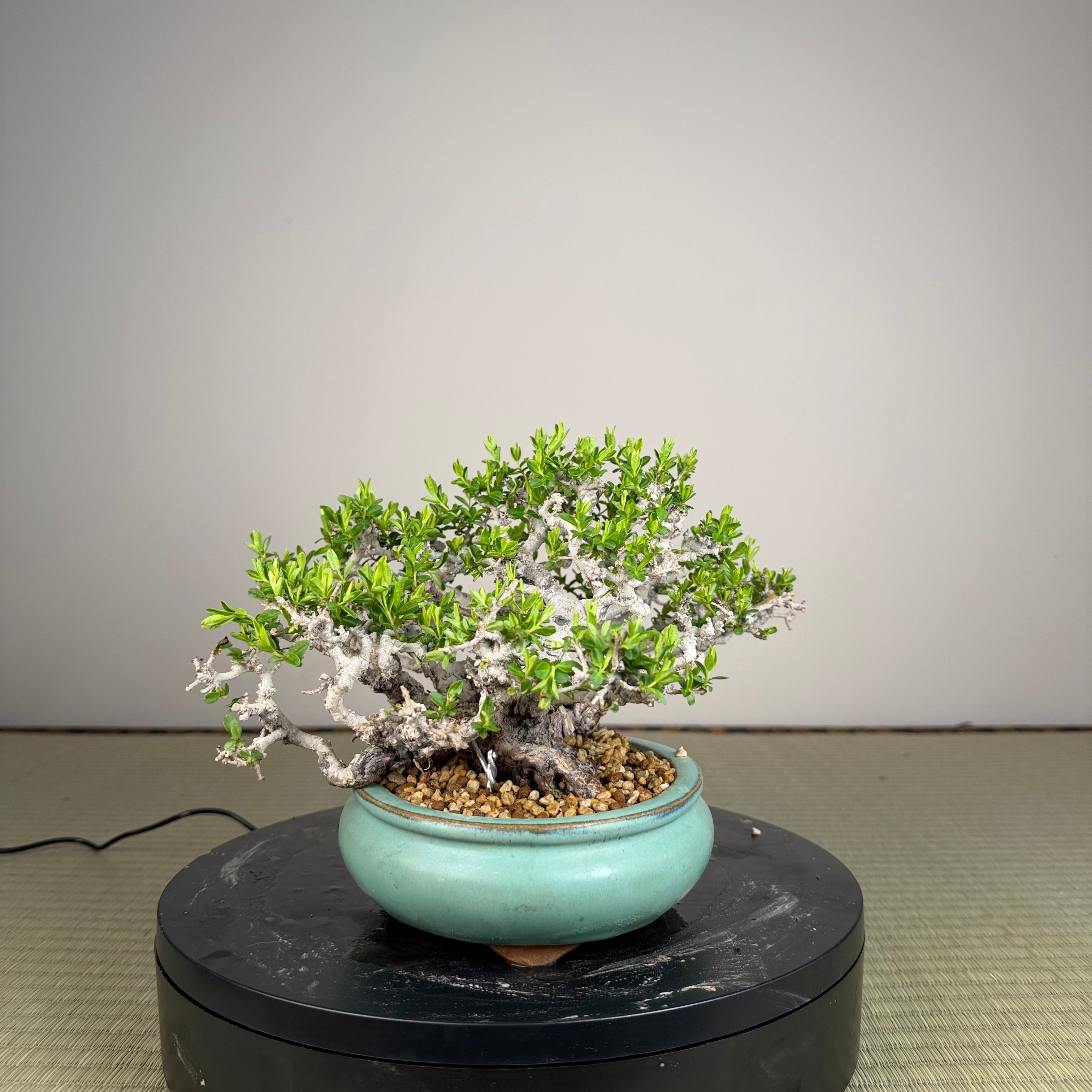 Ligustrum