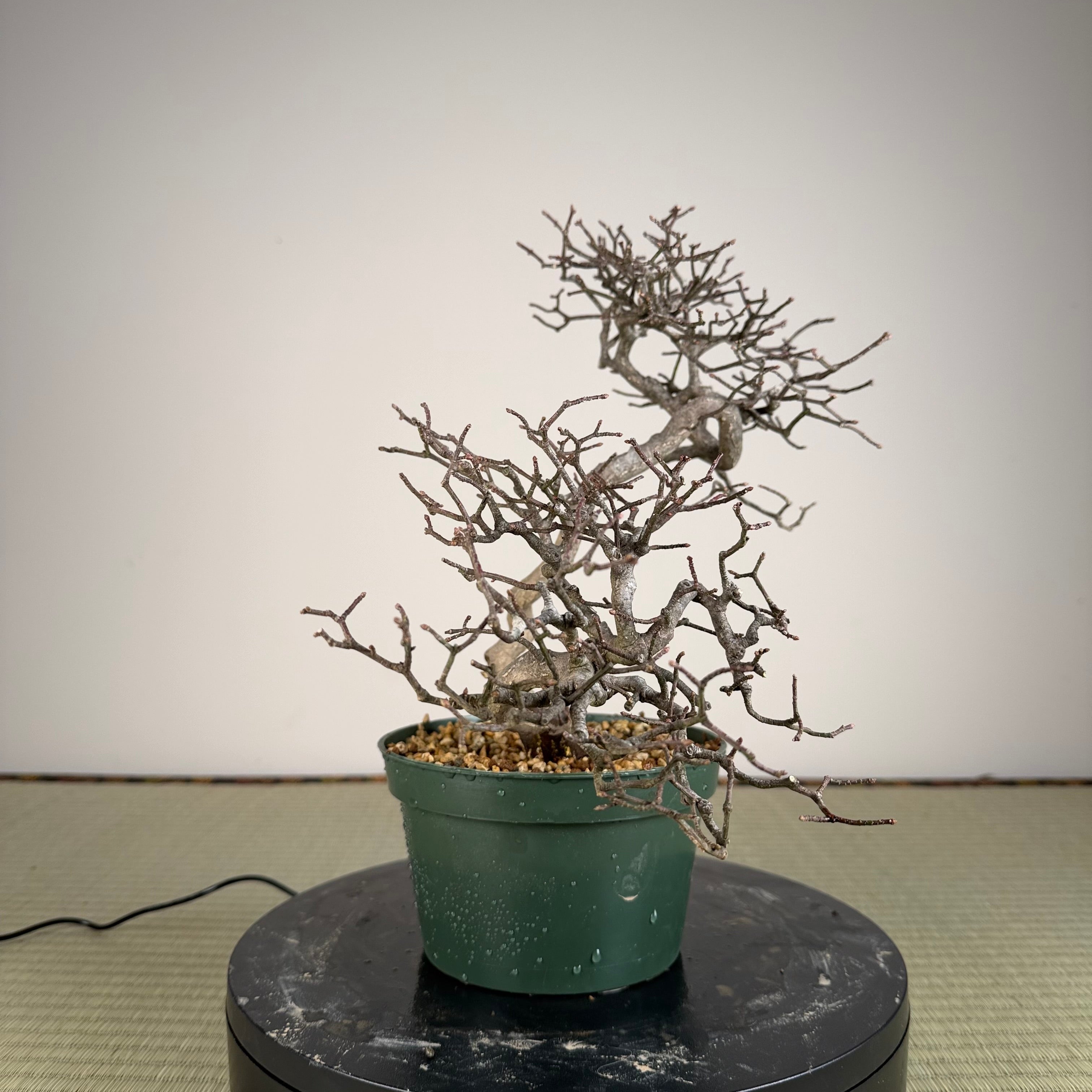 Euonymus