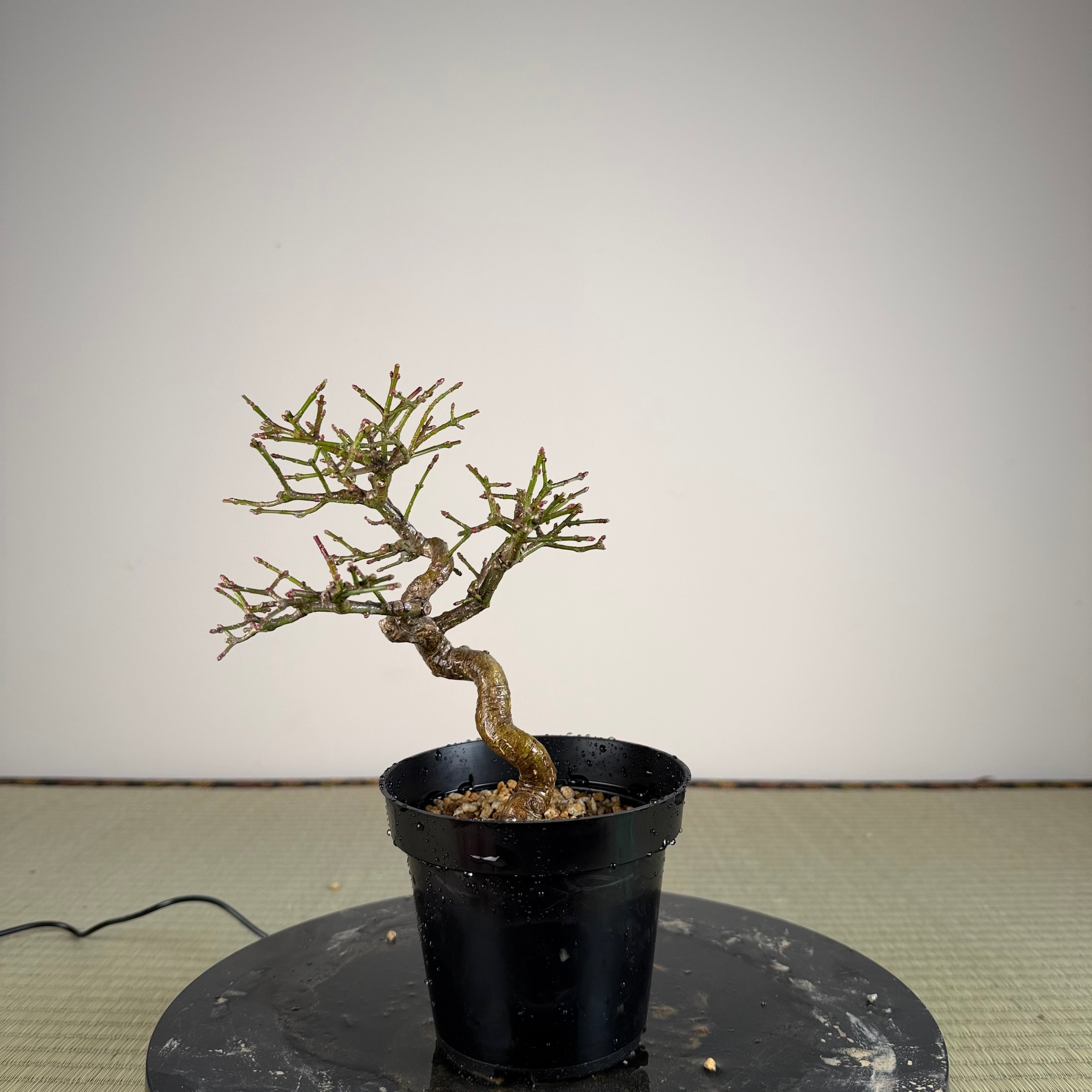 Euonymus