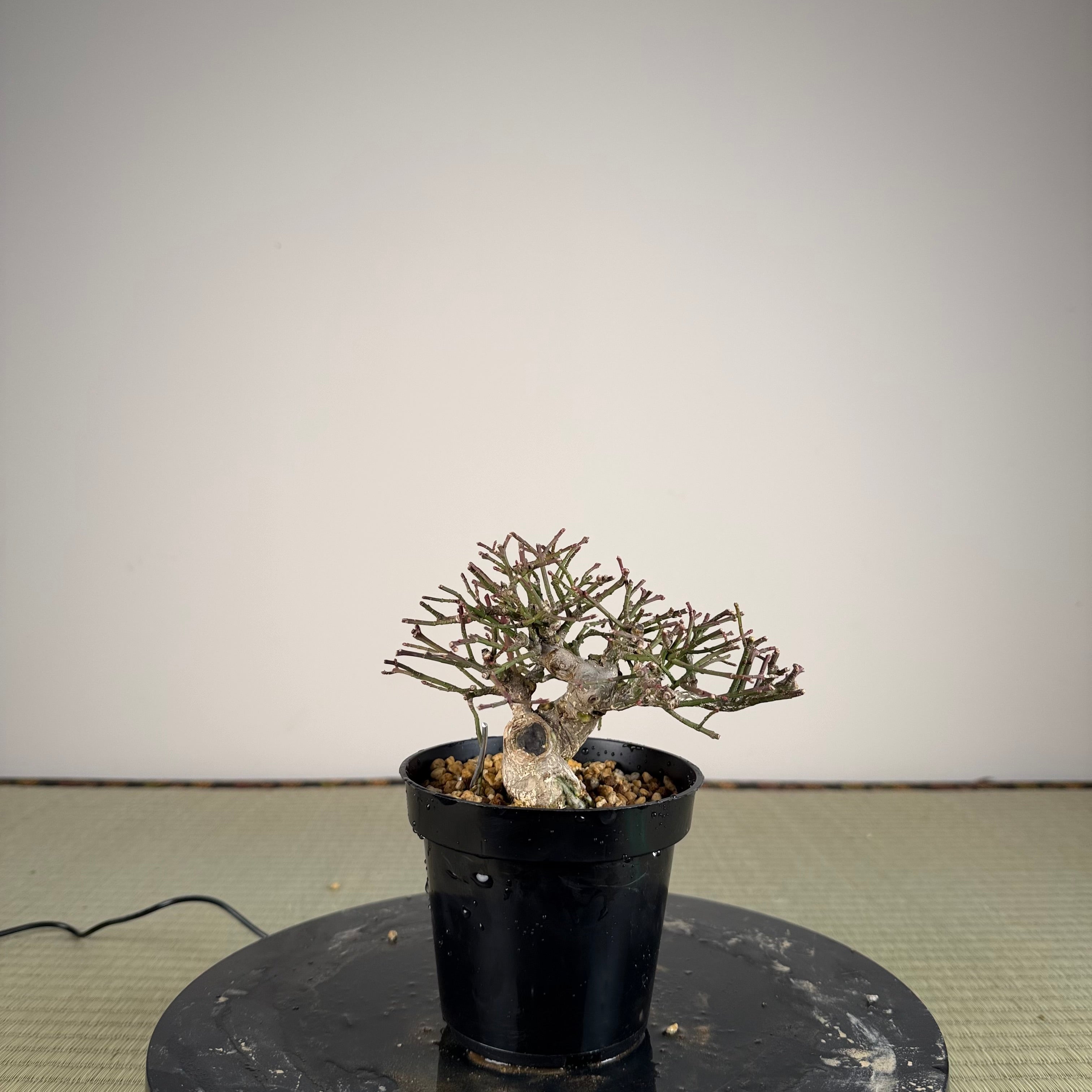 Euonymus