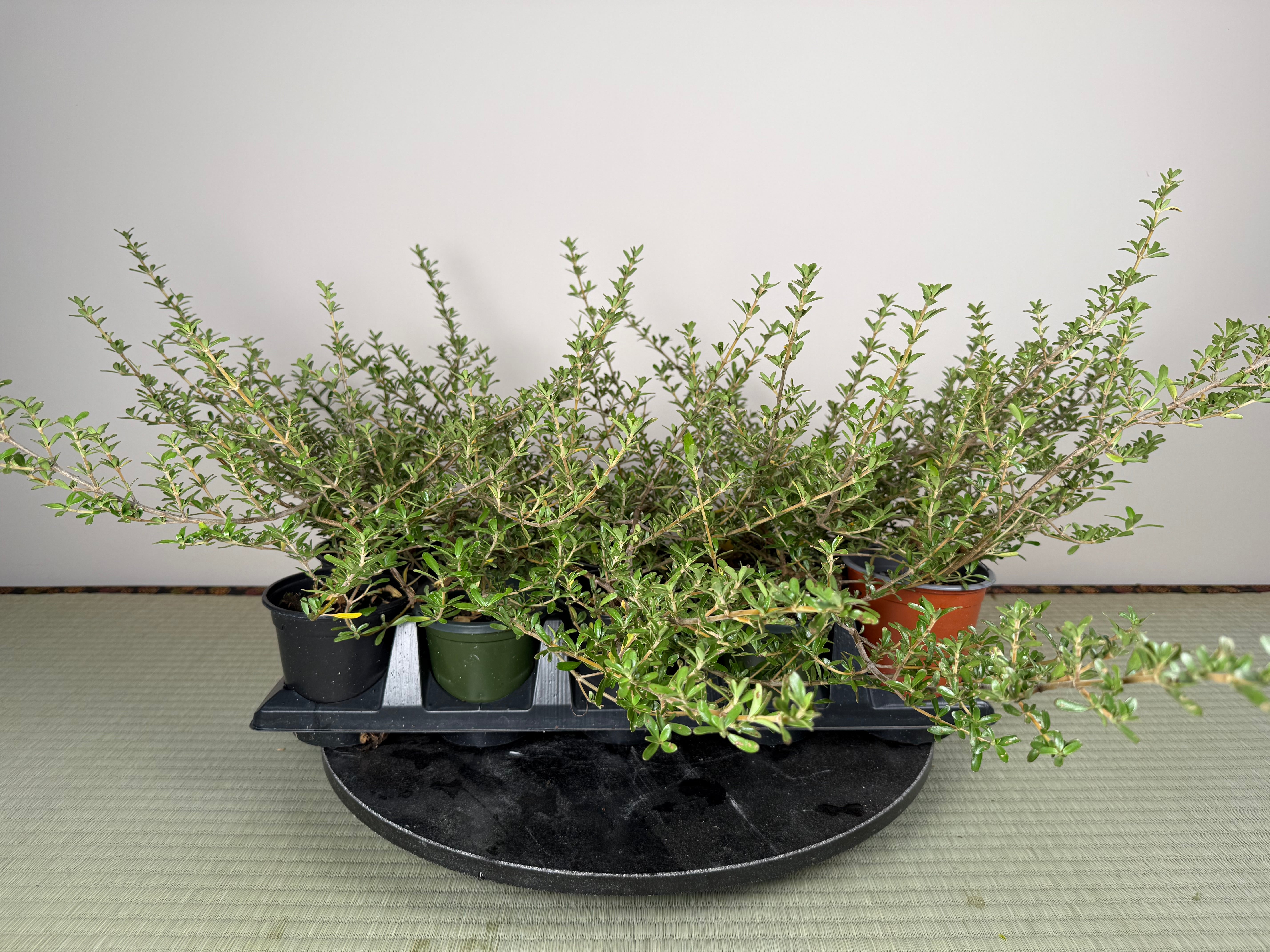 MIRROR BUSH