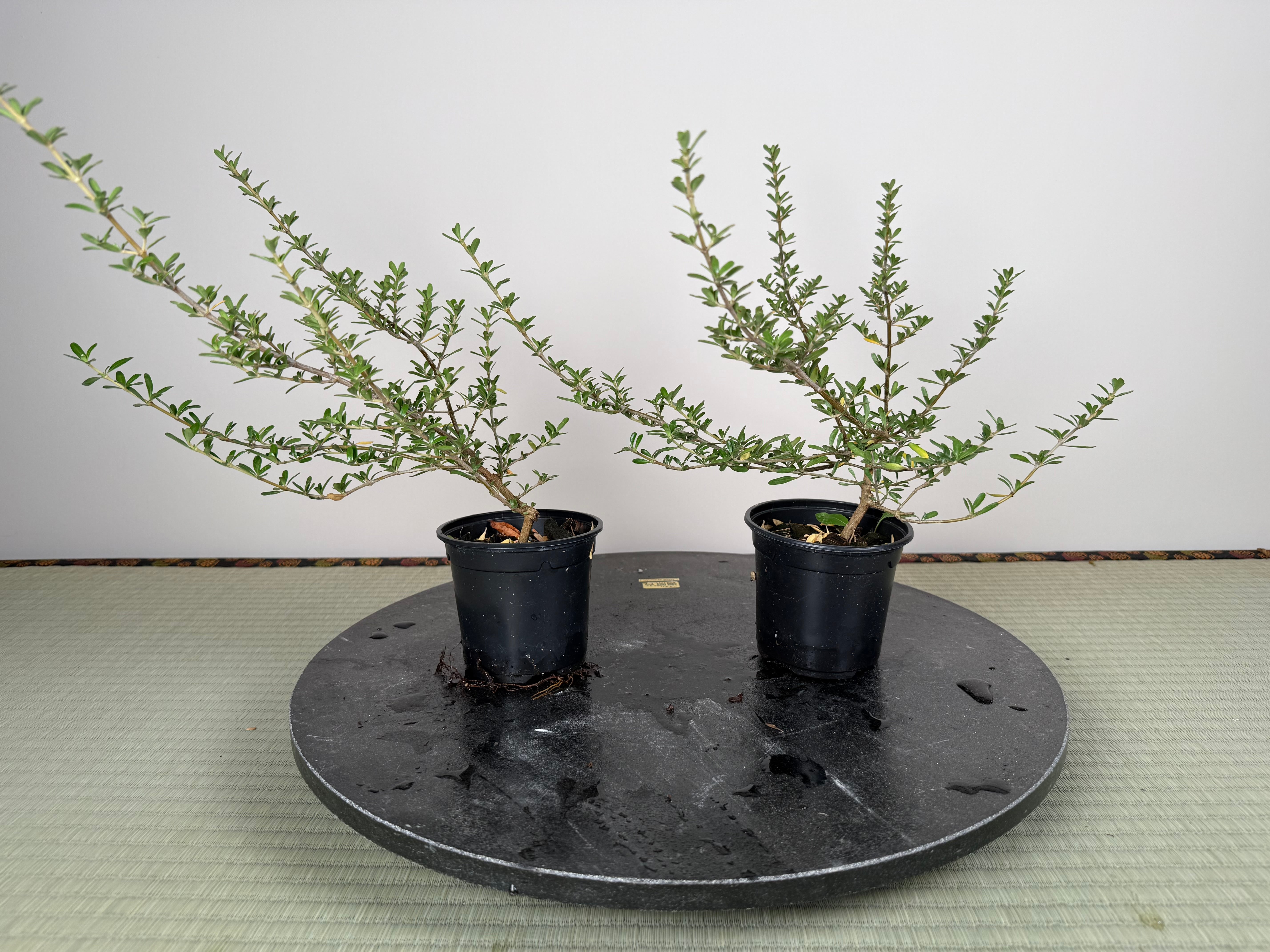 MIRROR BUSH