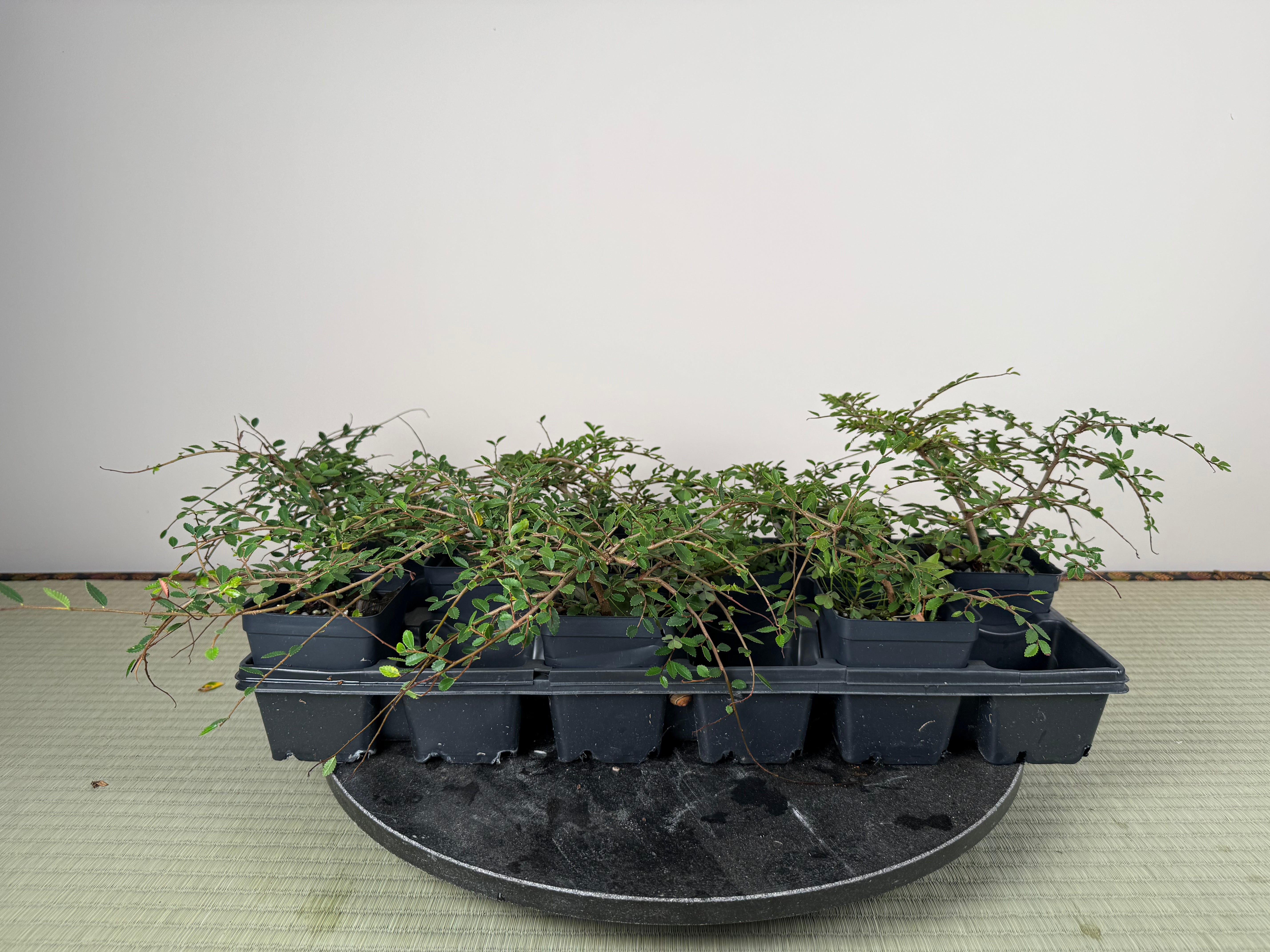 CHINESE ELM
