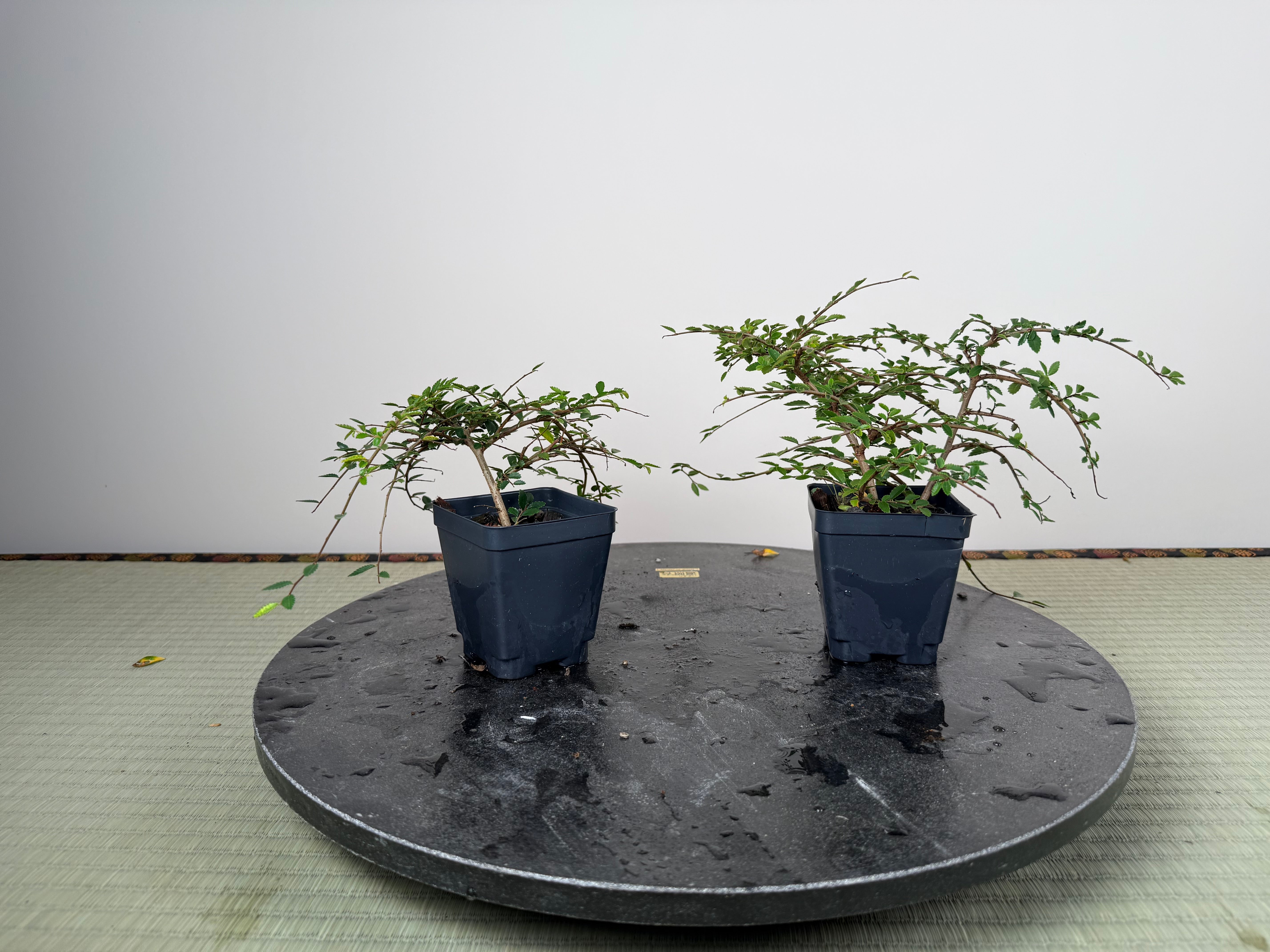CHINESE ELM