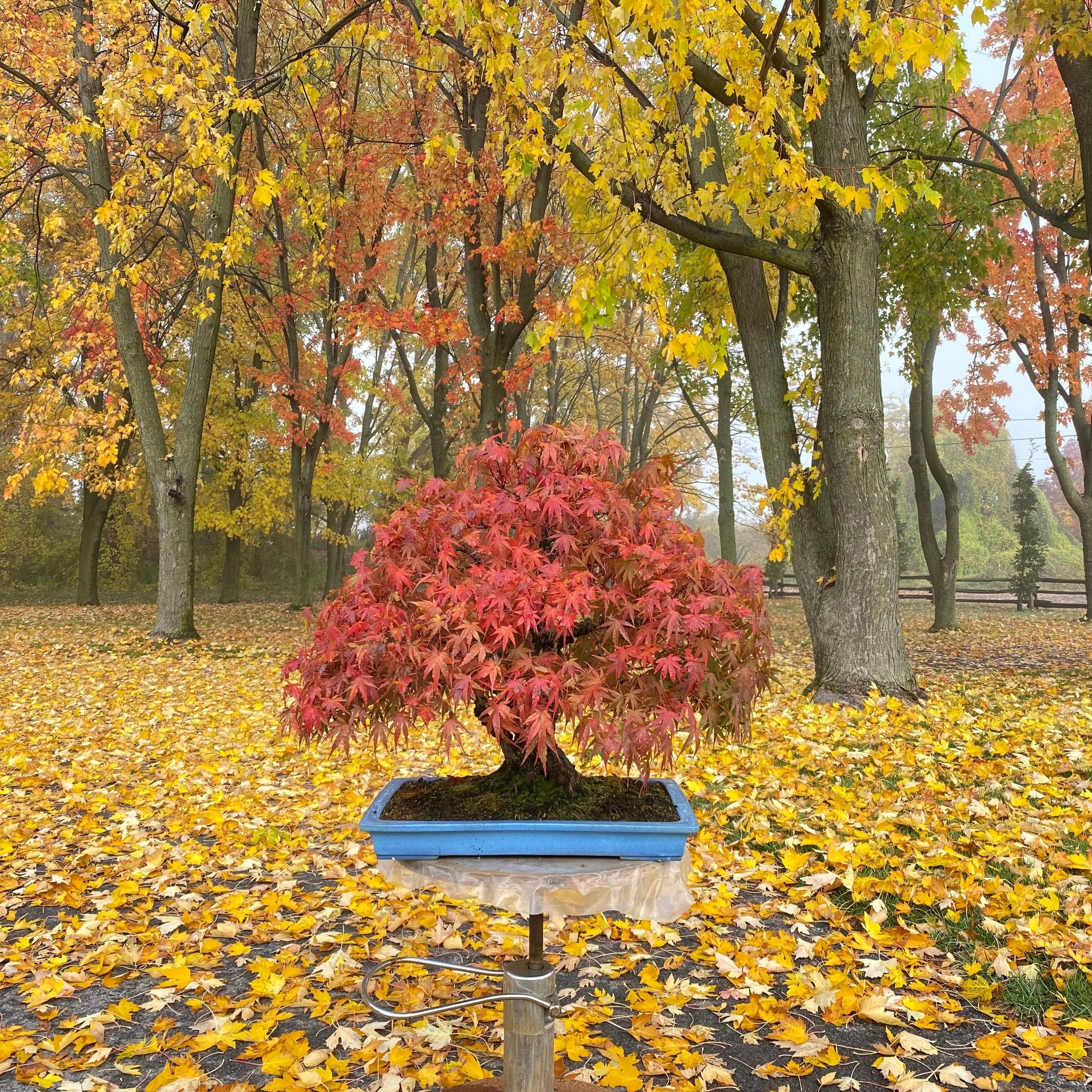 Acer palmatum 'Arakawa' Canada Bonsai