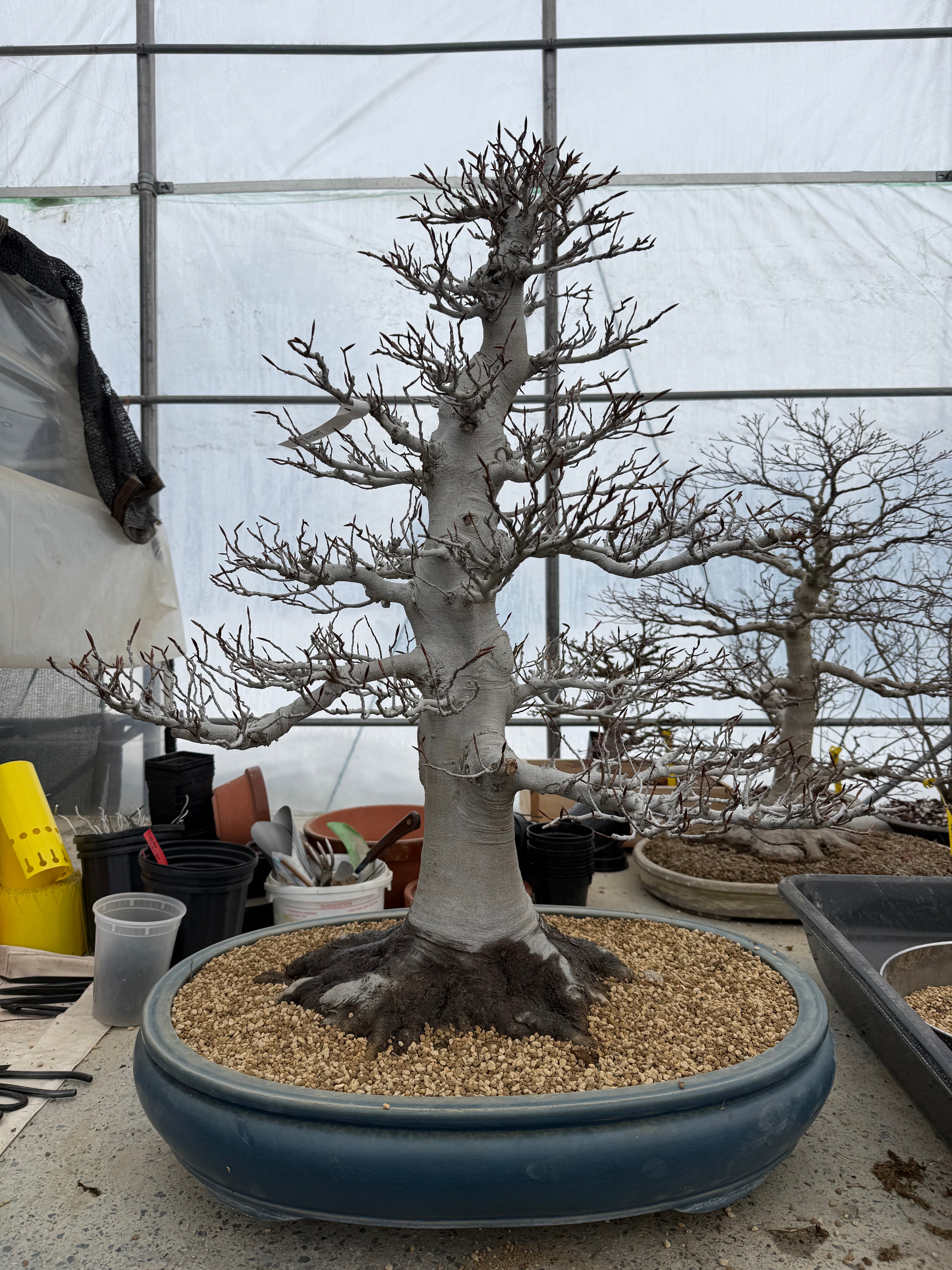 Fagus crenata