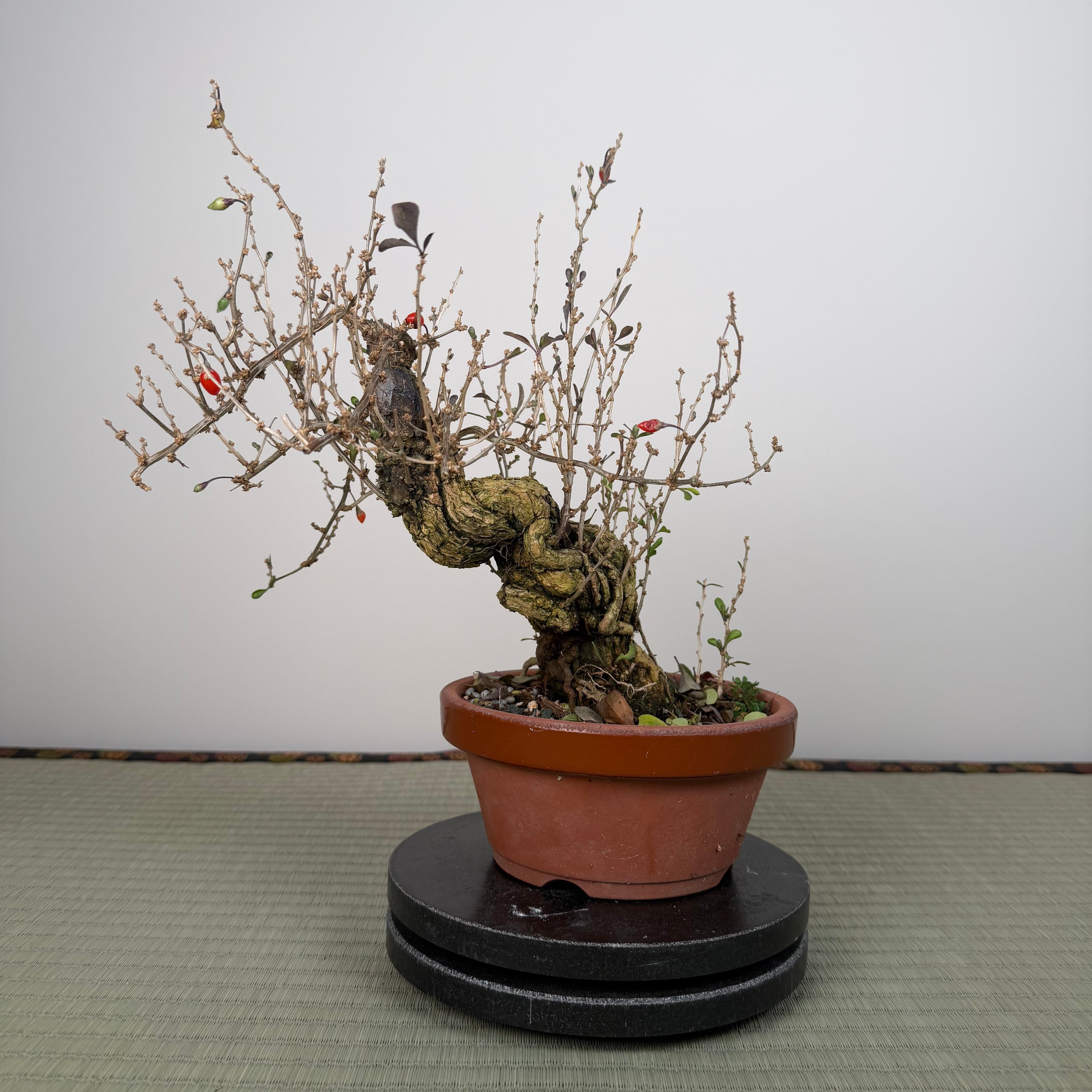 Goji Berry (Wolfberry)