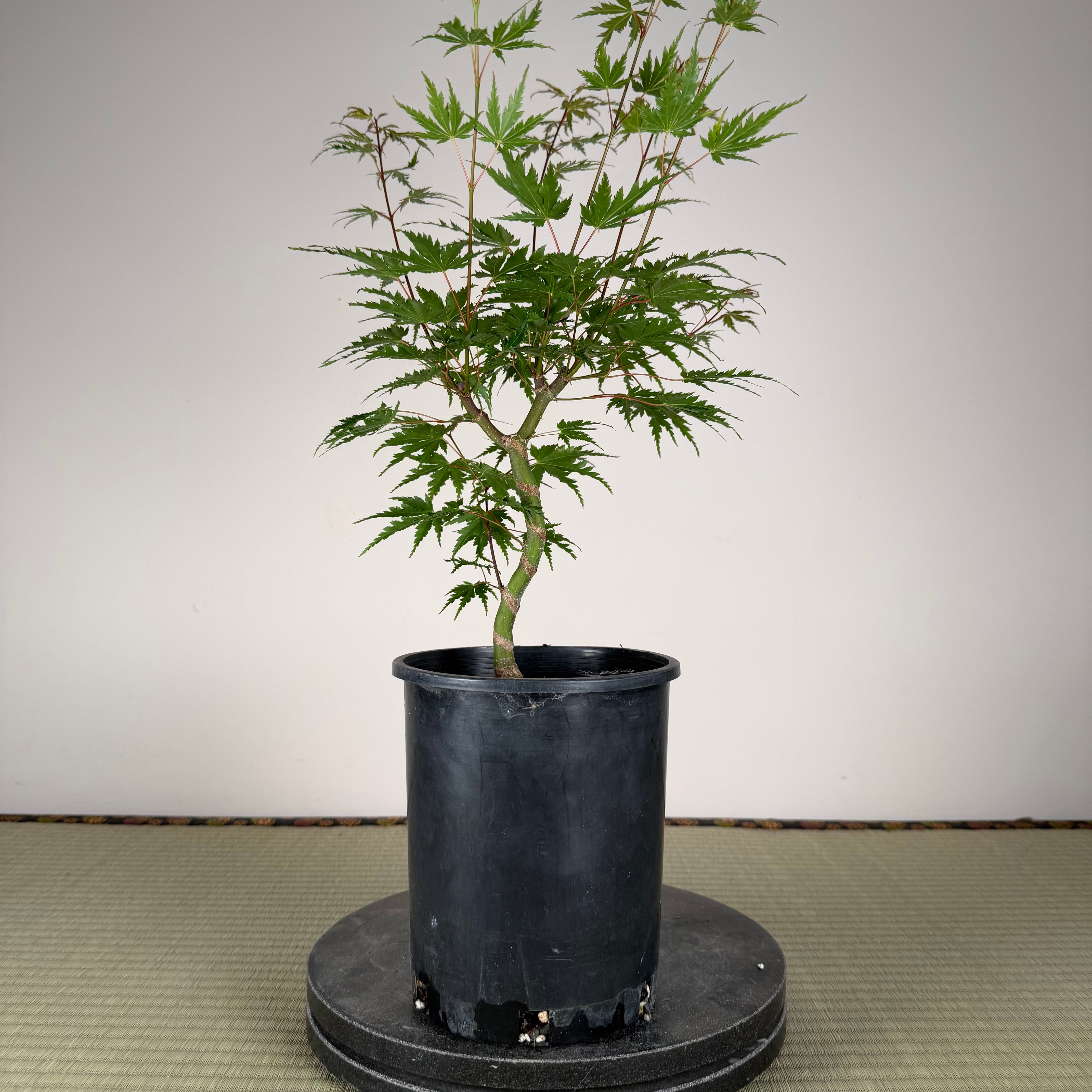 Acer palmatum 'Katsura' (taille réduite)