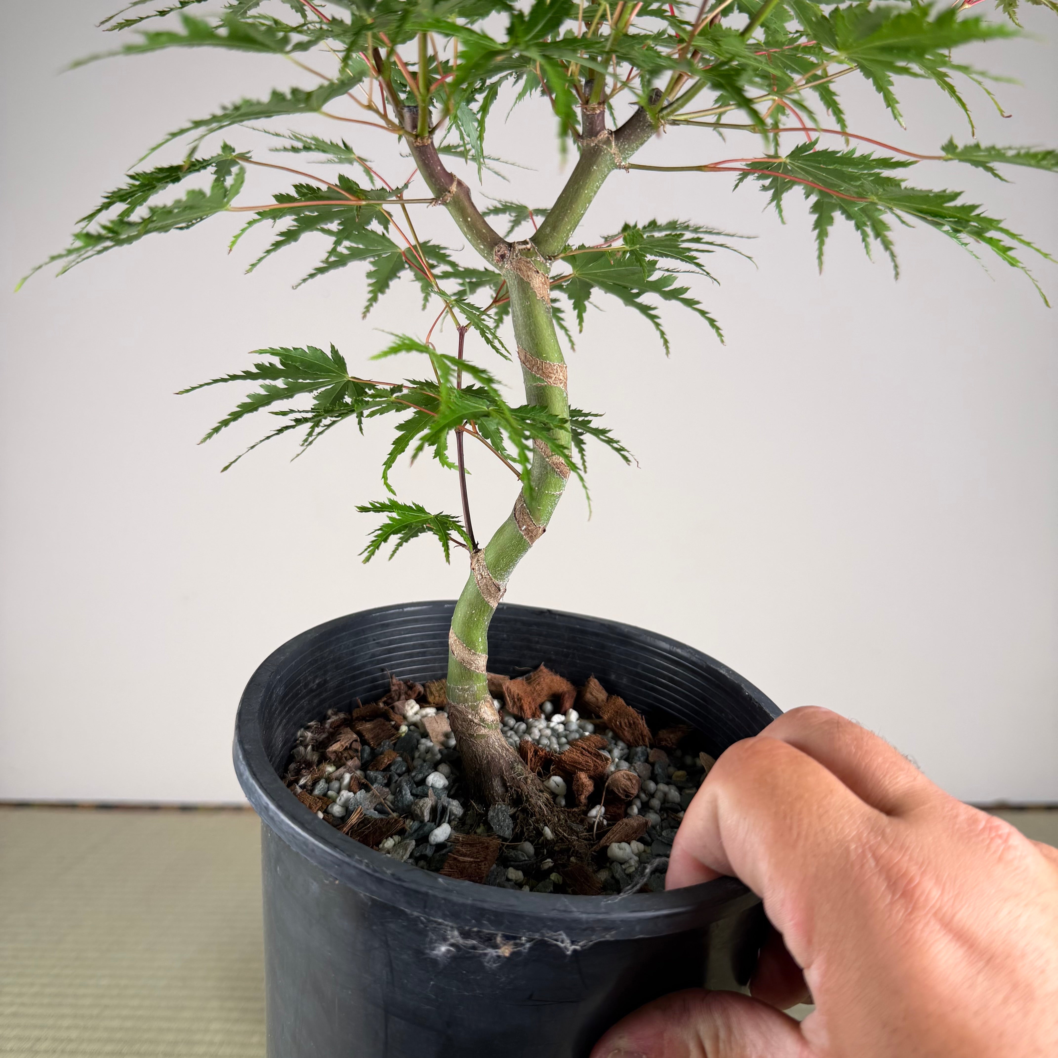 Acer palmatum 'Katsura' (taille réduite)