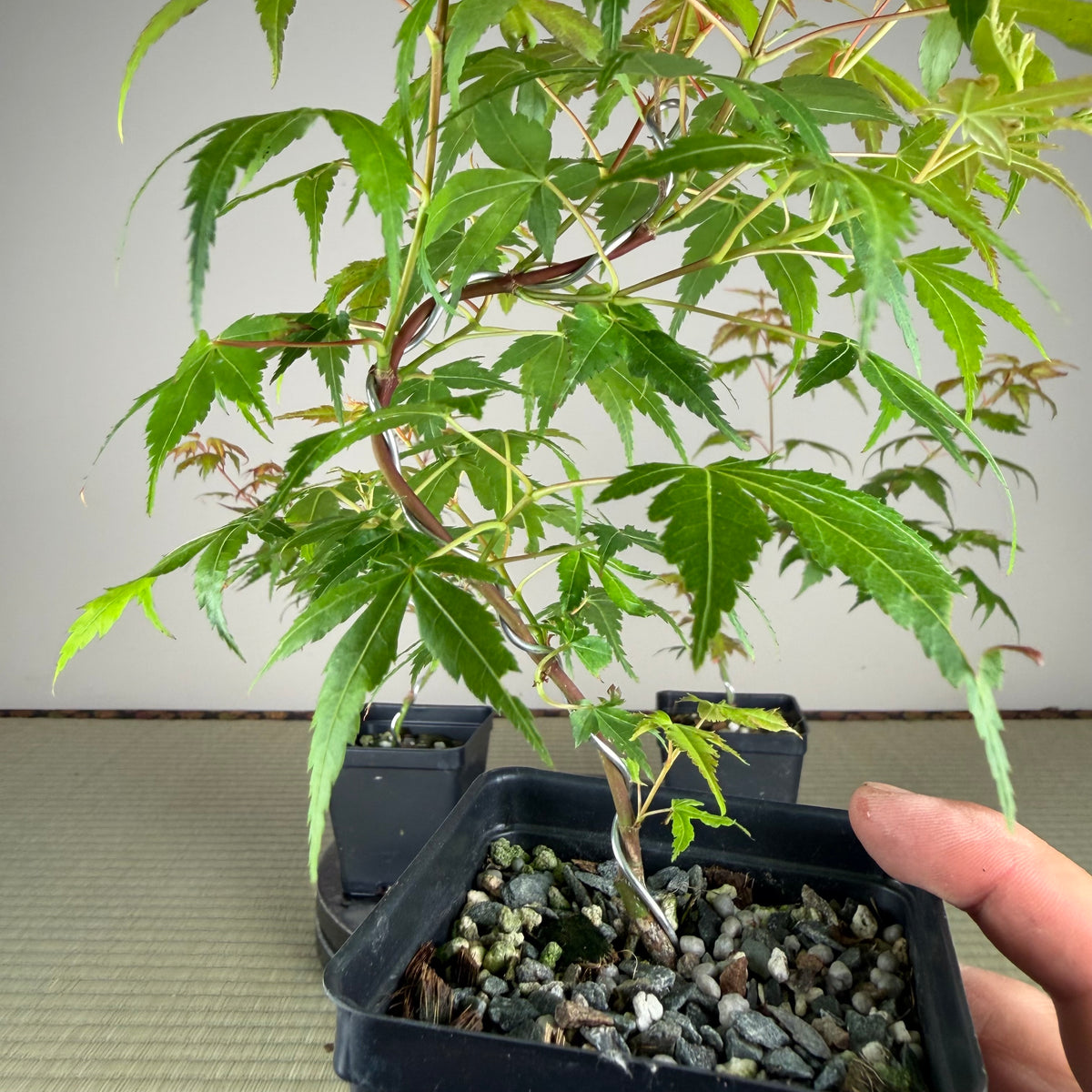 Acer palmatum 'Katsura' (taille réduite)