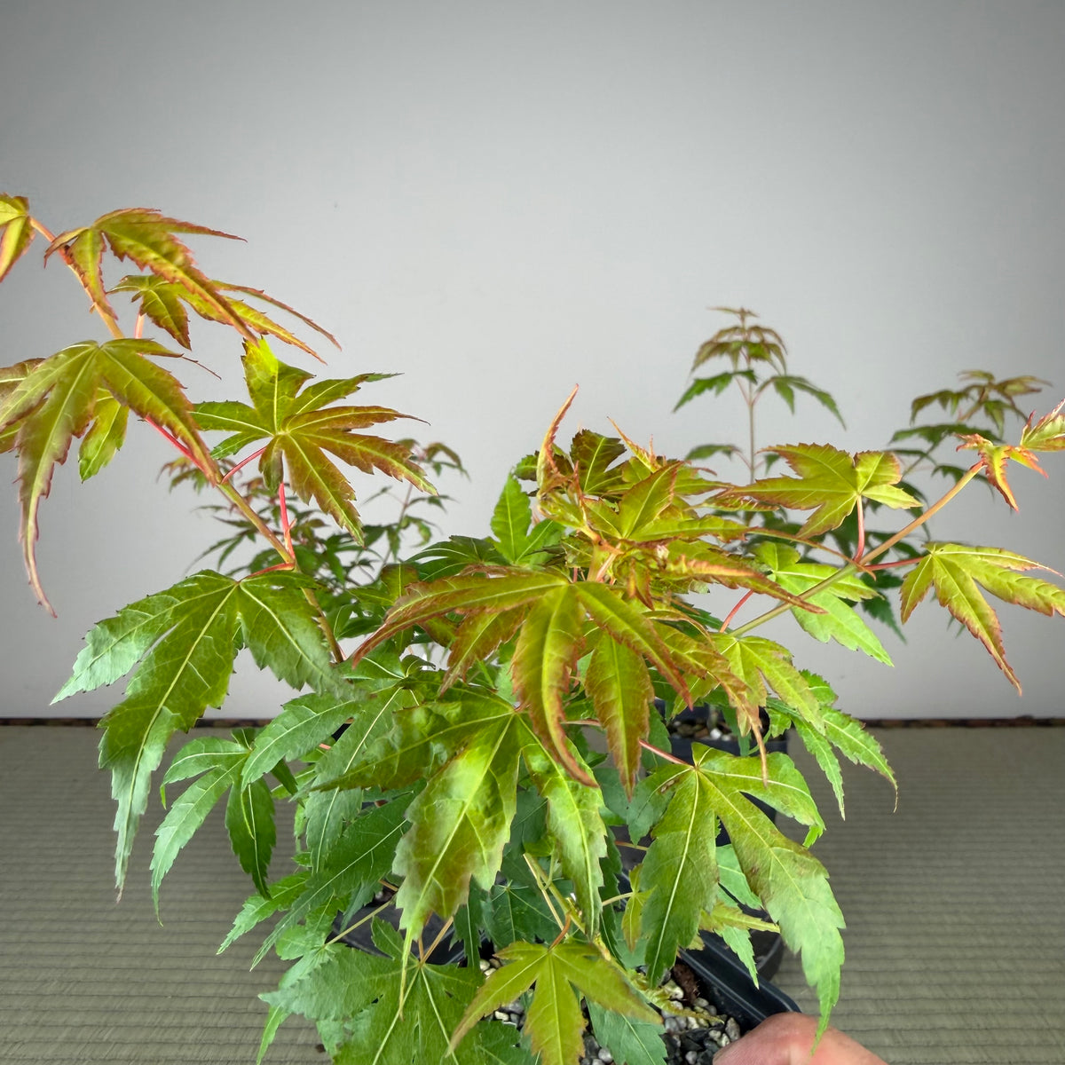 Acer palmatum 'Katsura' (taille réduite)