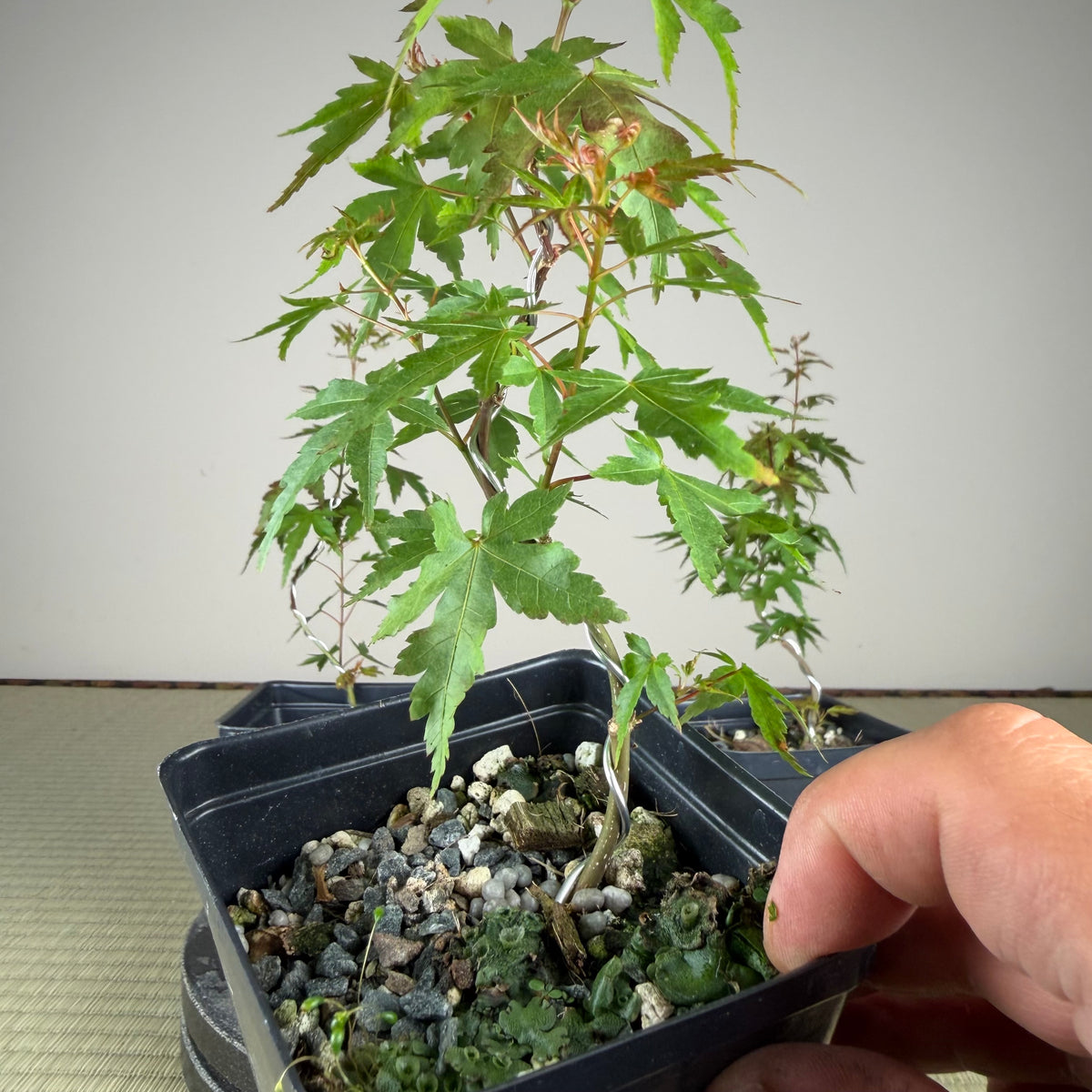 Acer palmatum 'Katsura' (taille réduite)
