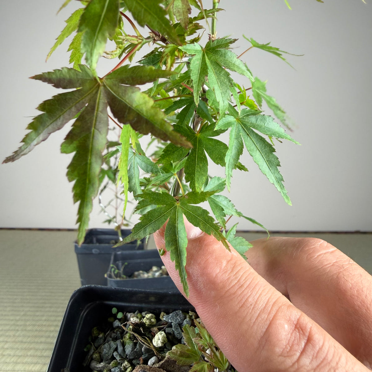 Acer palmatum 'Katsura' (taille réduite)