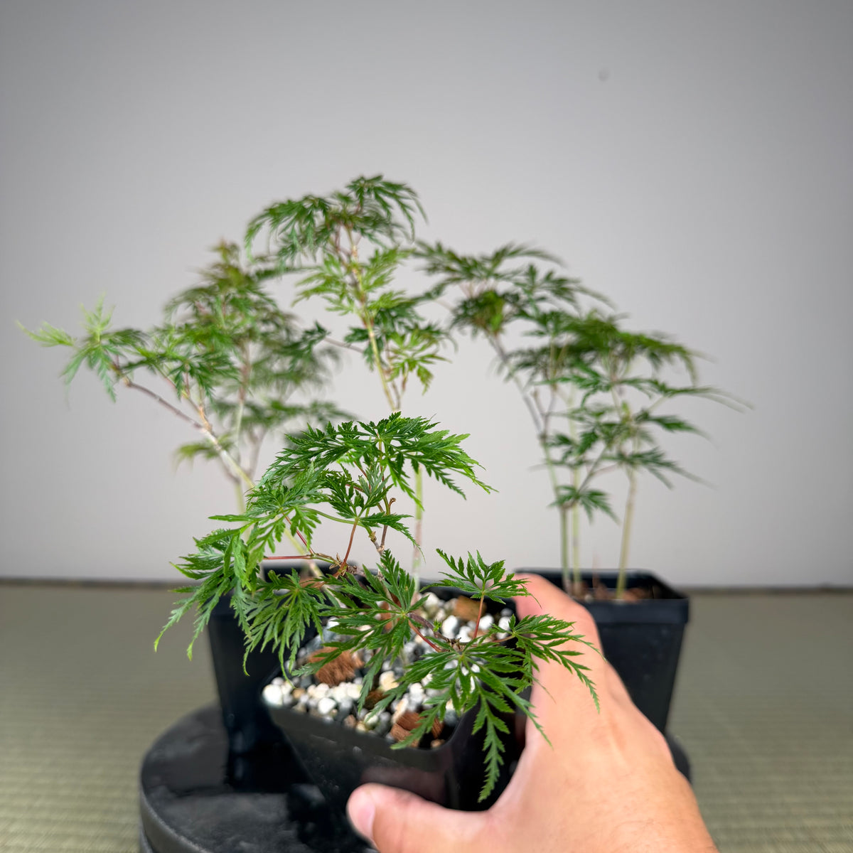 Acer palmatum 'Katsura' (taille réduite)