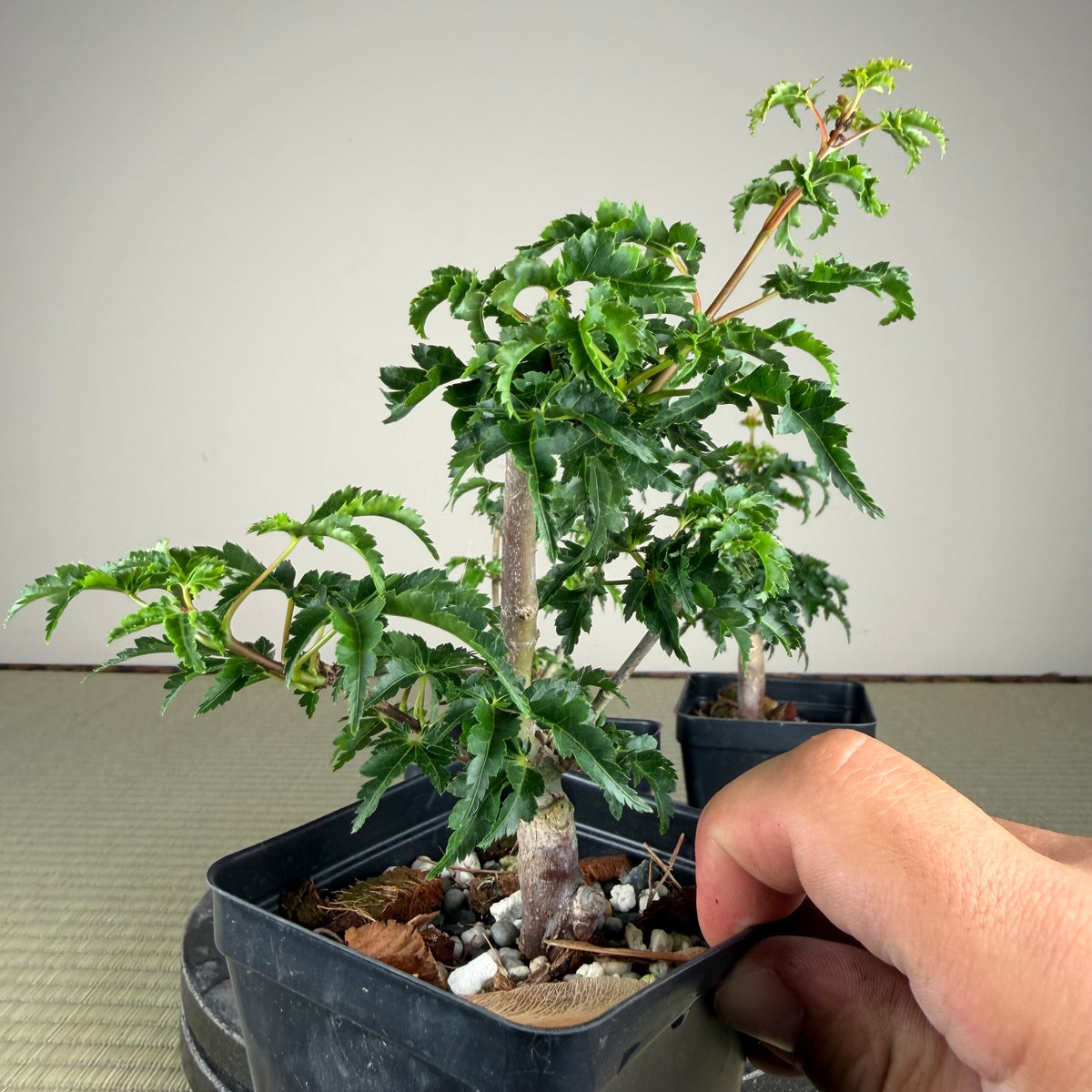Érable palmé 'Shishigashira' (greffé)