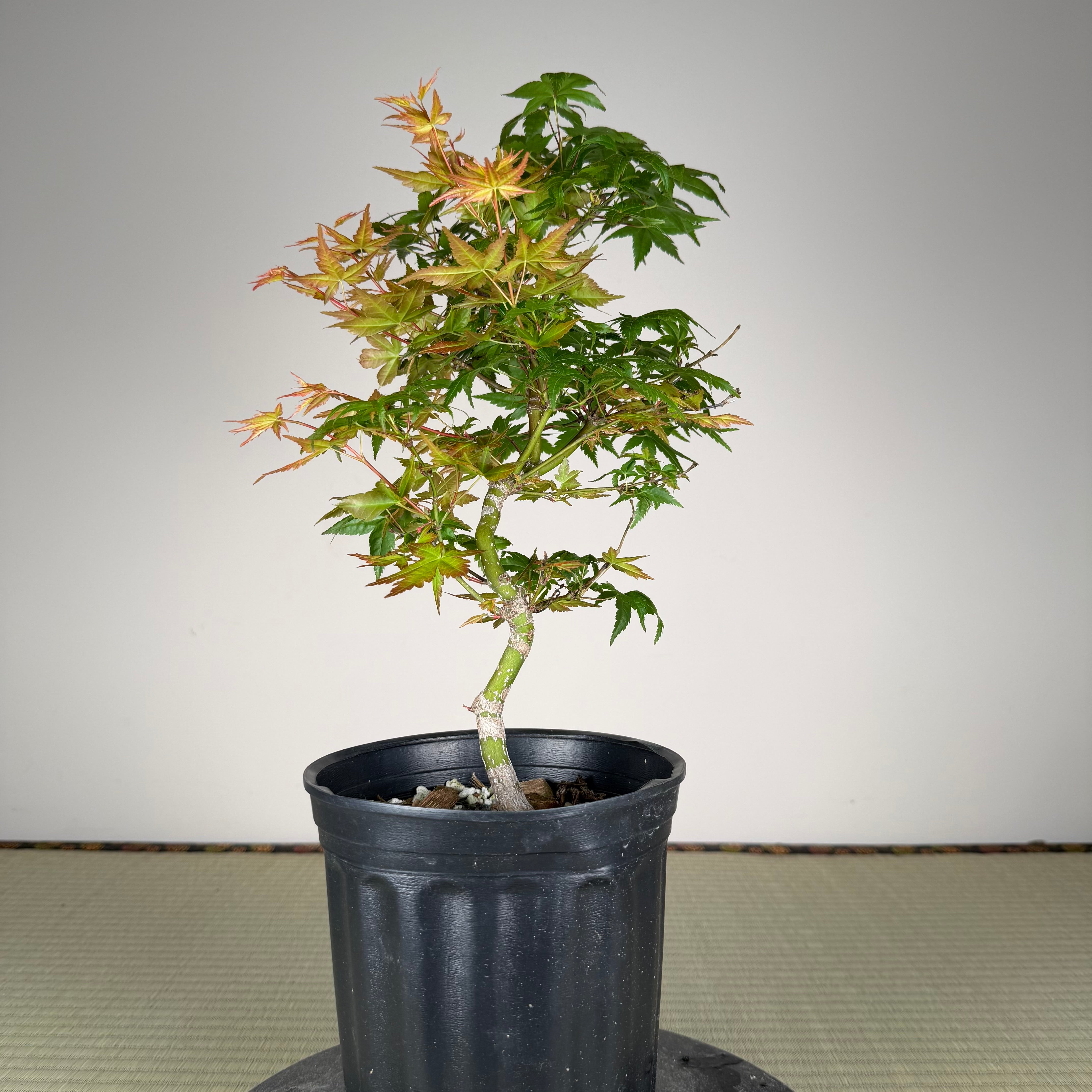 Acer palmatum 'Beni Chidori' #1 (see note)