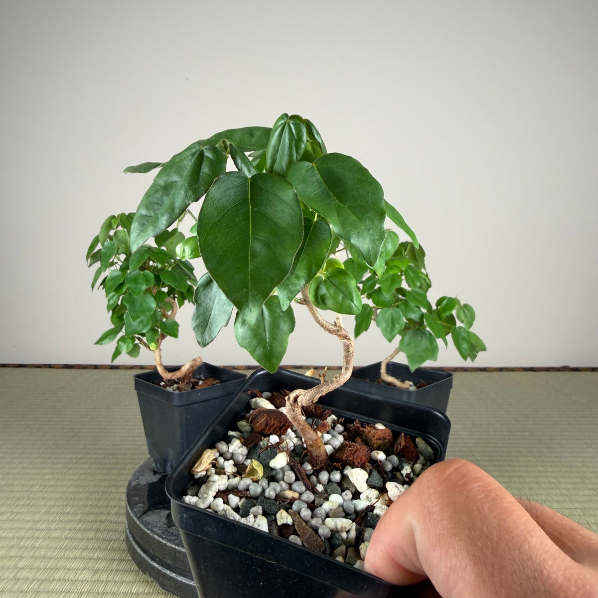 Acer buergerianum 'Miyasama'