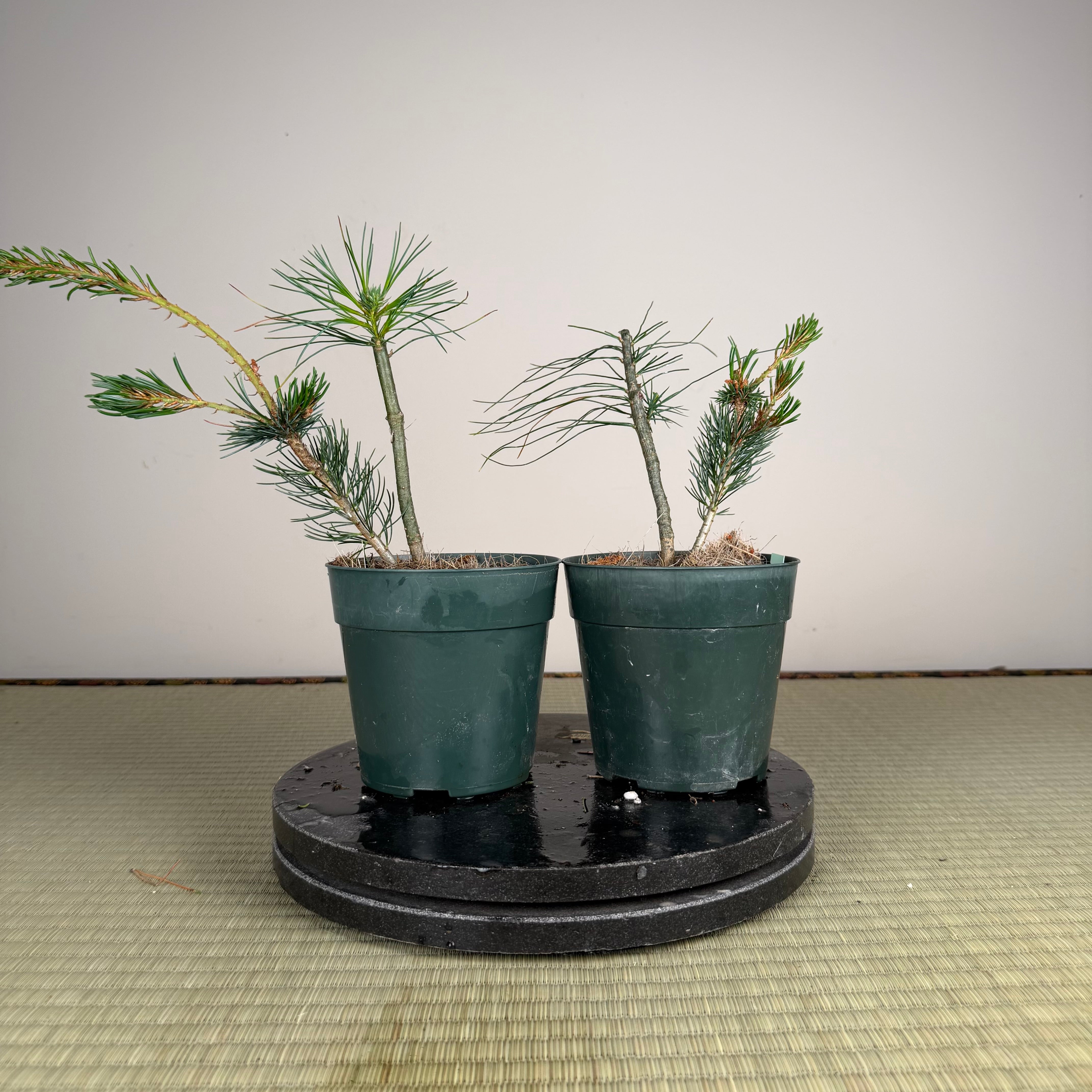 Pinus parviflora 'Zuisho'