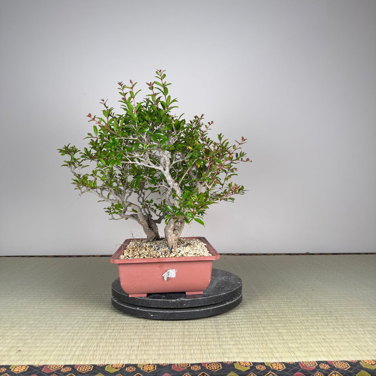 Punica granatum neji-kan
