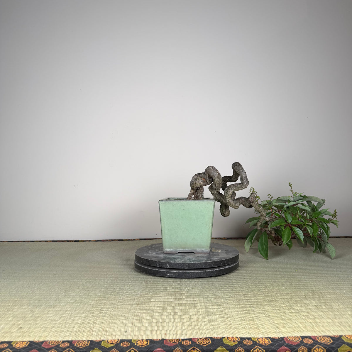 Parthenocissus quinquefolia (Pot antique)