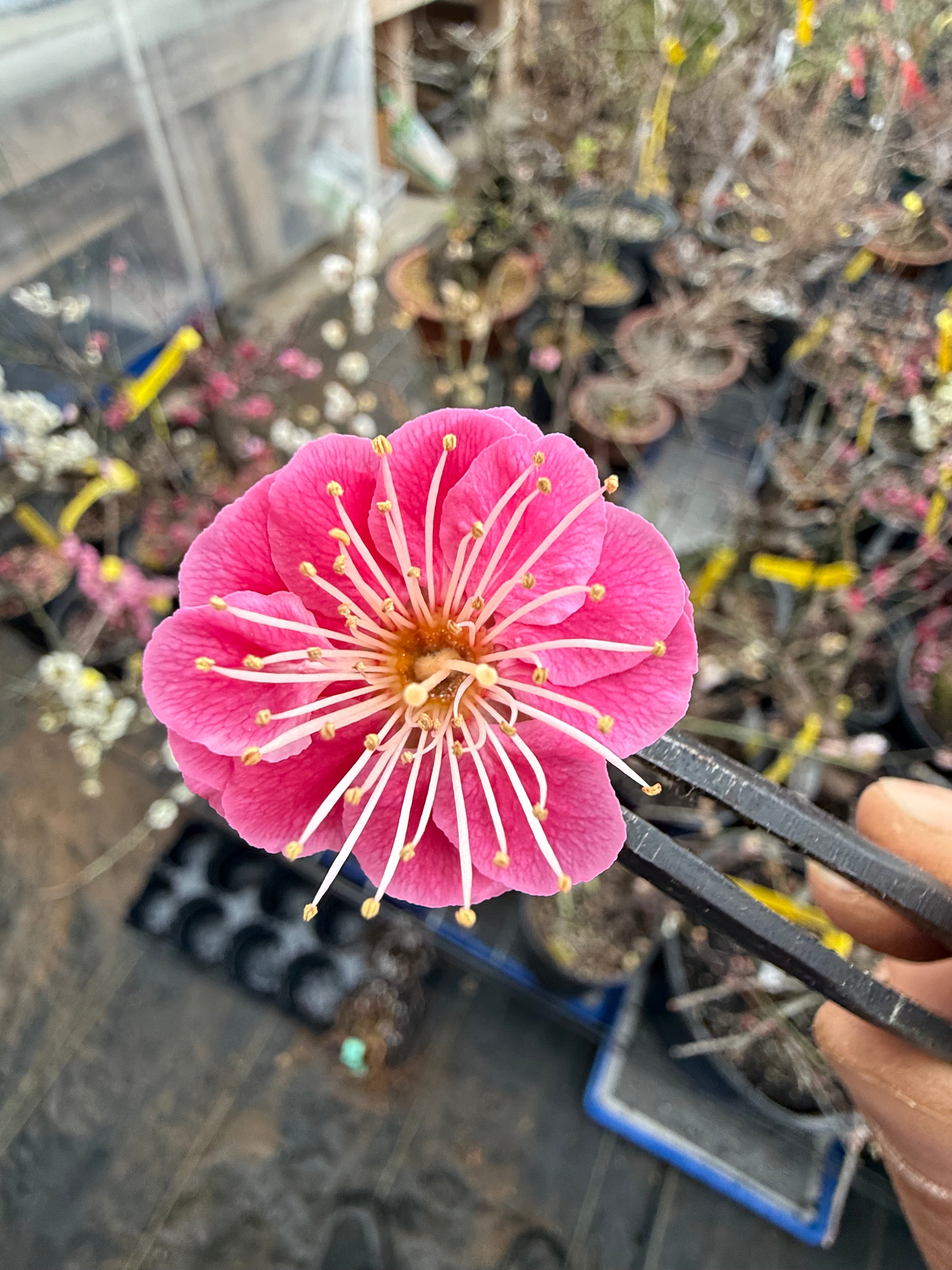 Prunus mume (weeping red variety)