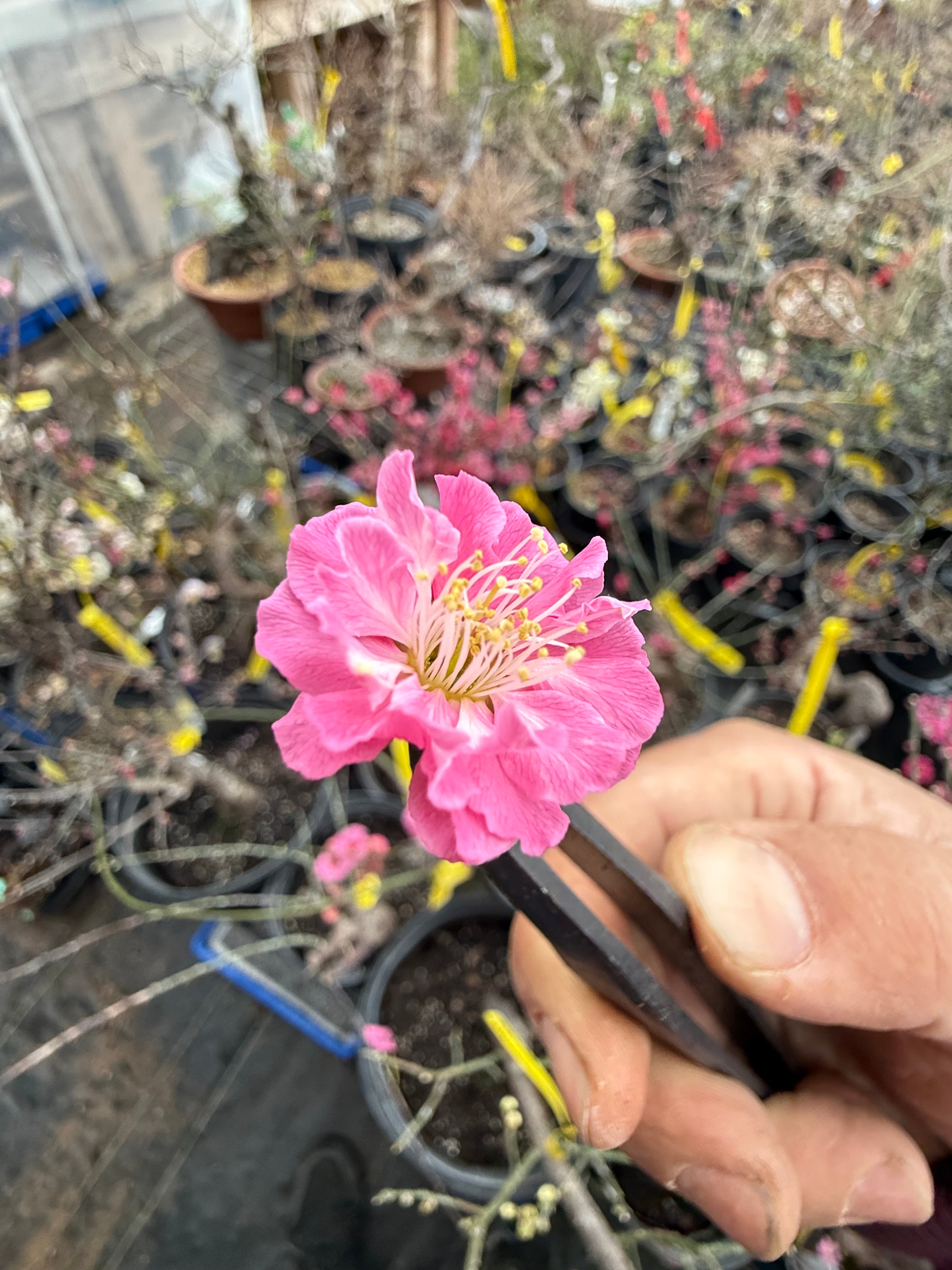 Prunus mume 'SŌNGYUÁN ZHŪSHĀ'