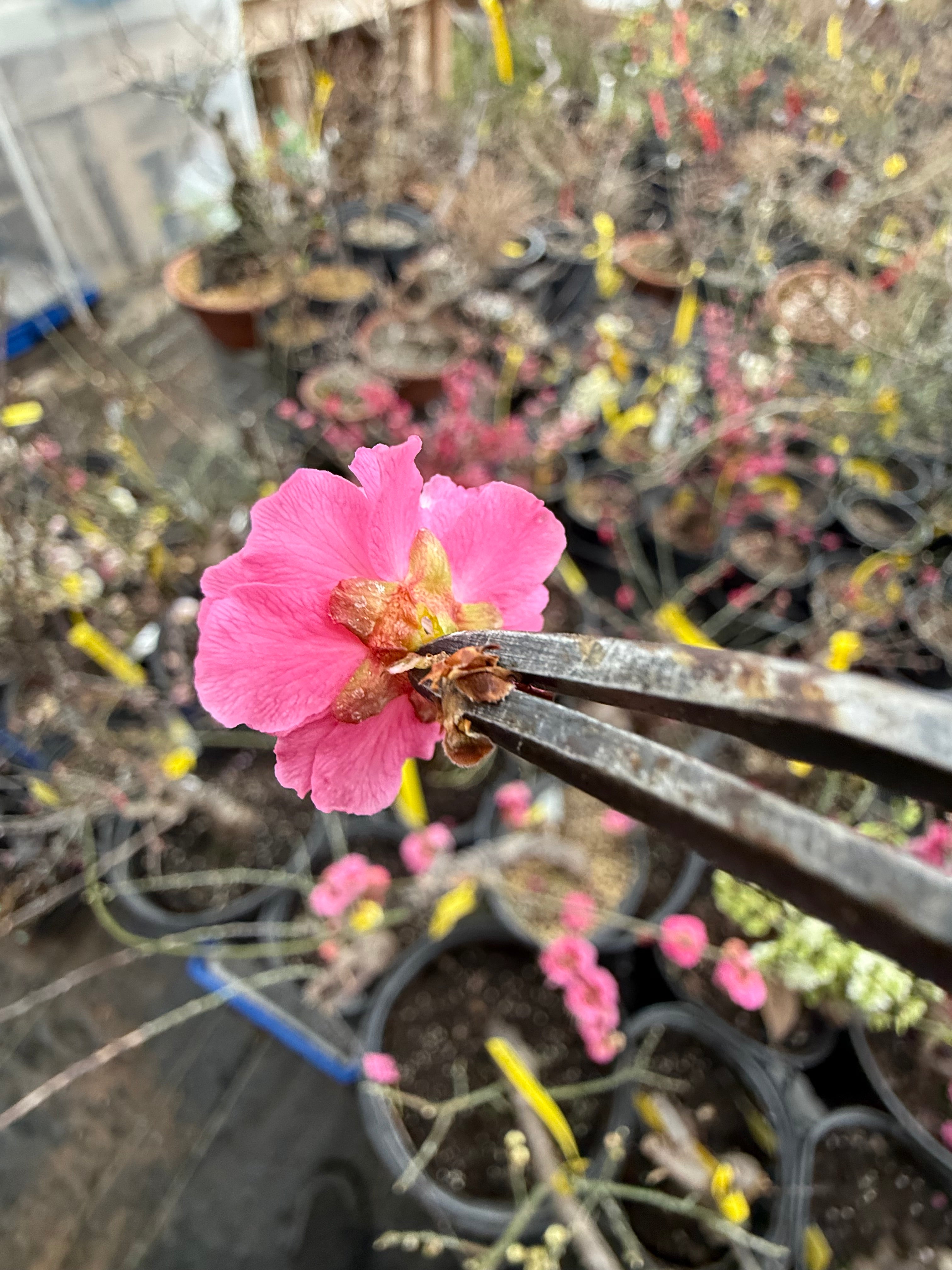 Prunus mume 'SŌNGYUÁN ZHŪSHĀ'