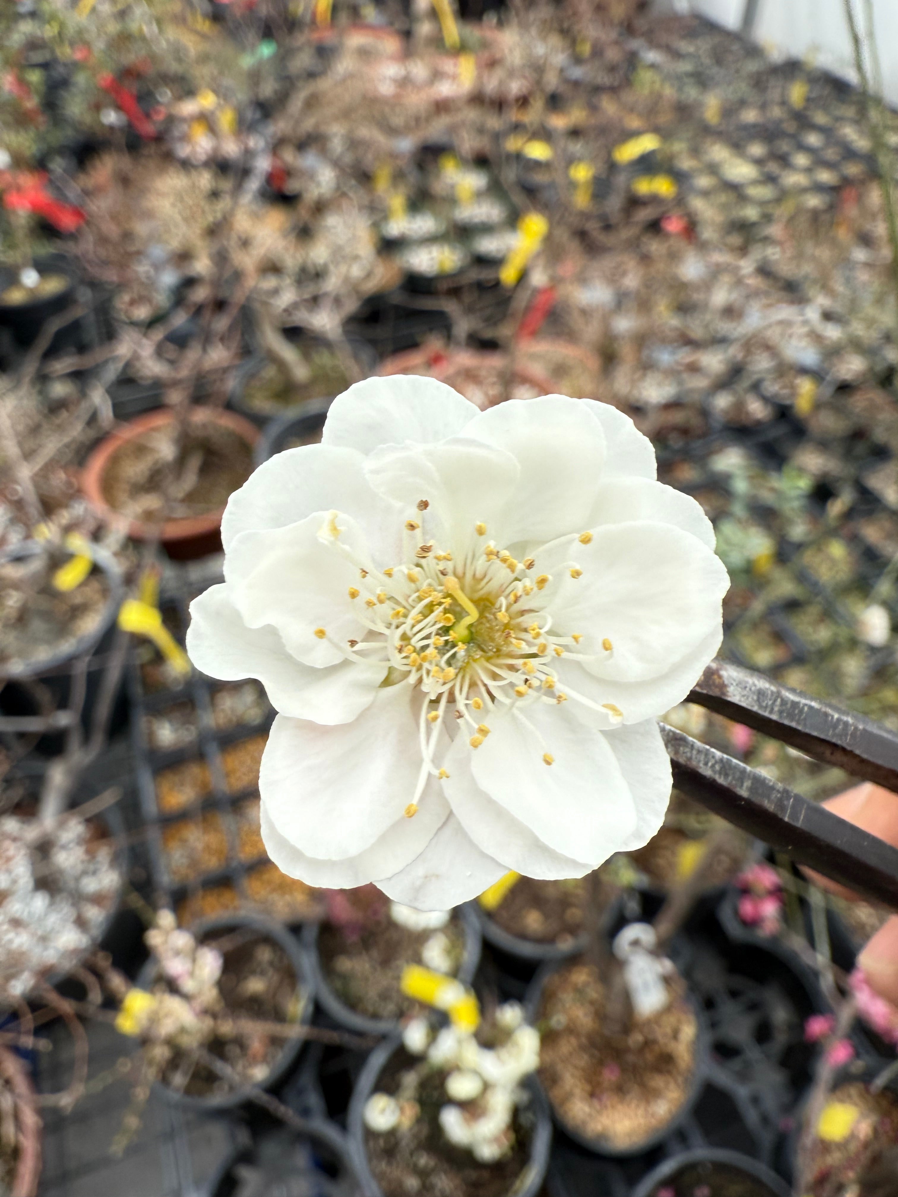 Prunus mume 'SHÀNGGUĀN WǍN'ÉR'