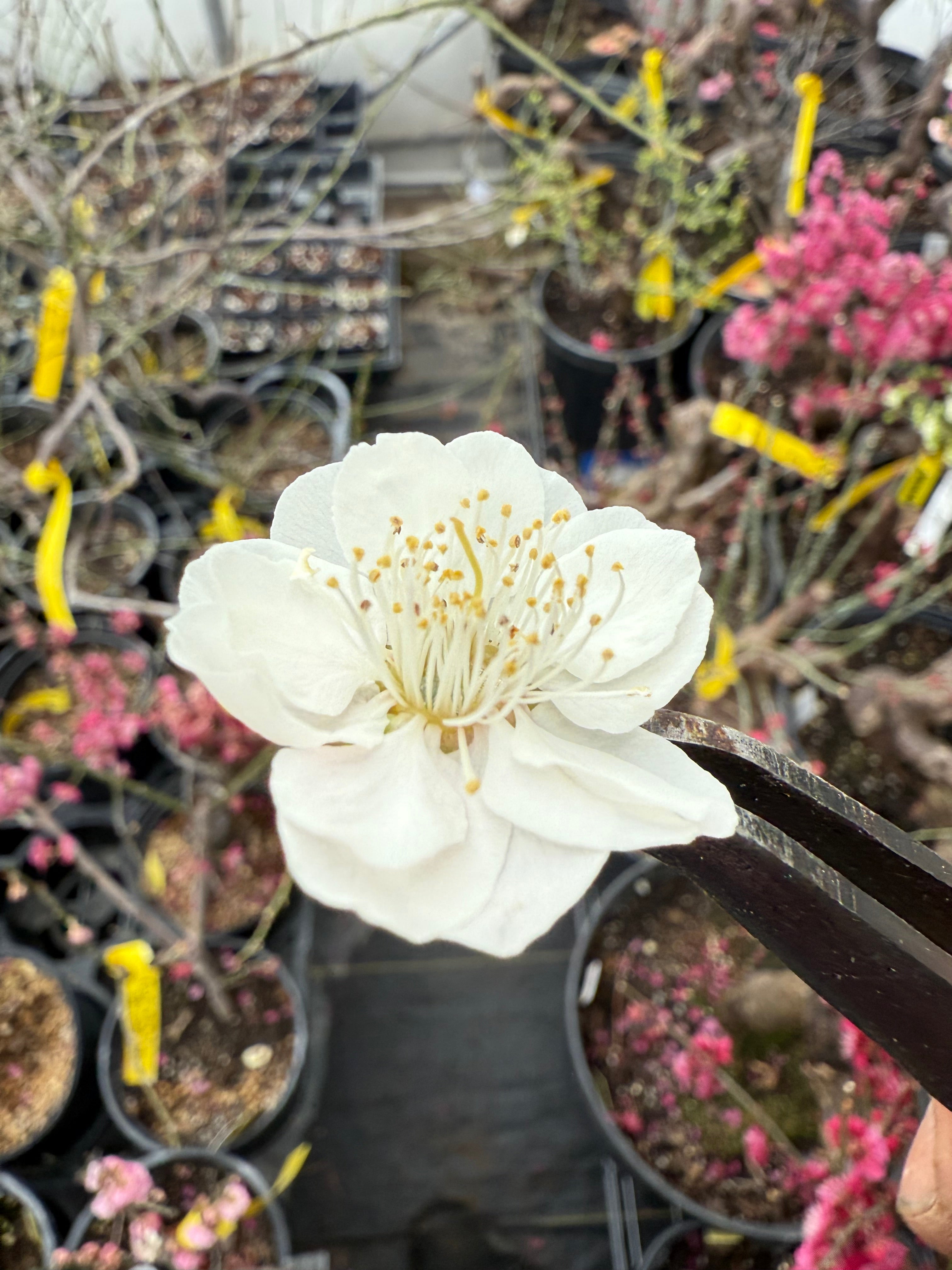 Prunus mume 'SHÀNGGUĀN WǍN'ÉR'