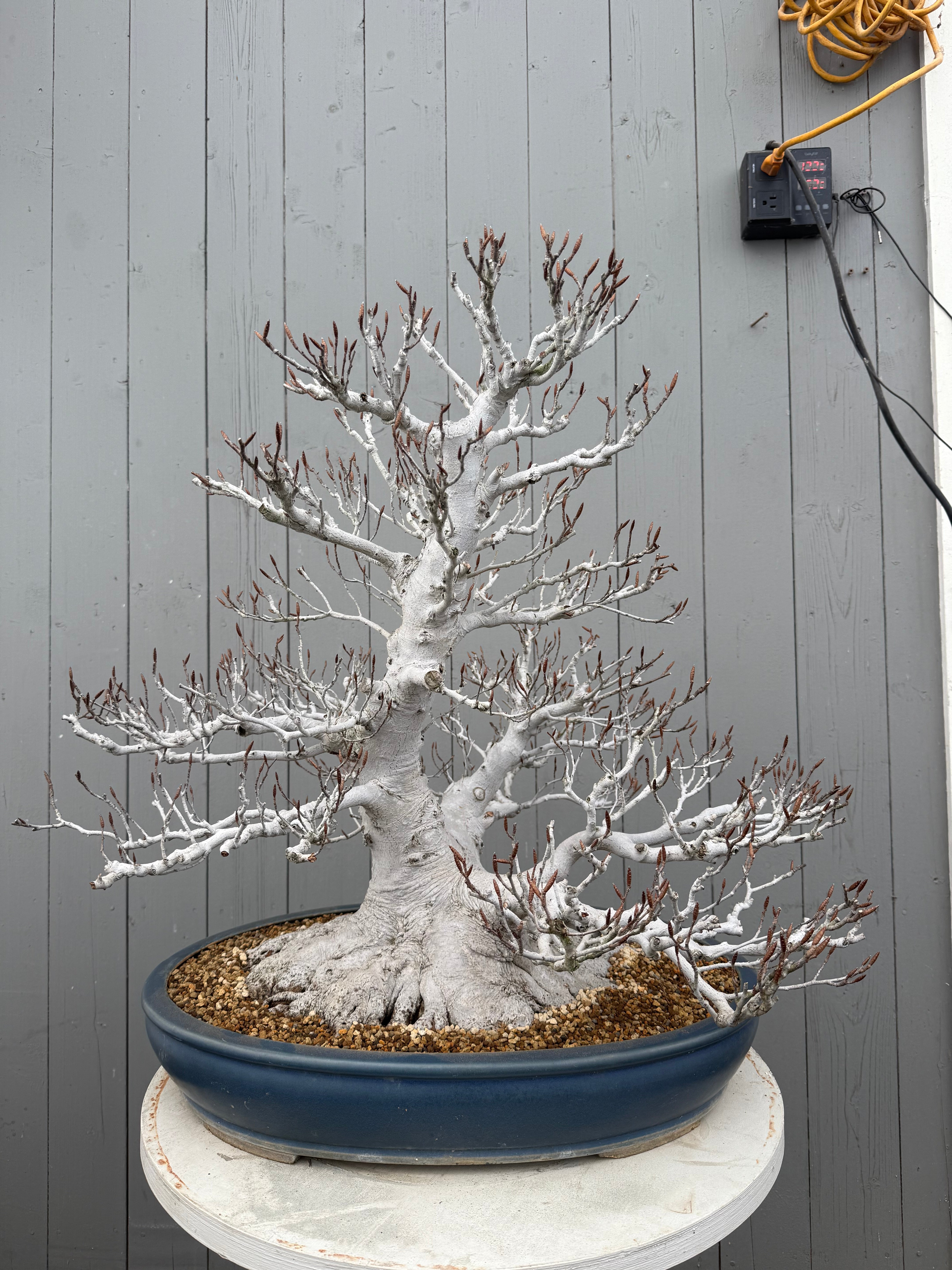 Fagus crenata